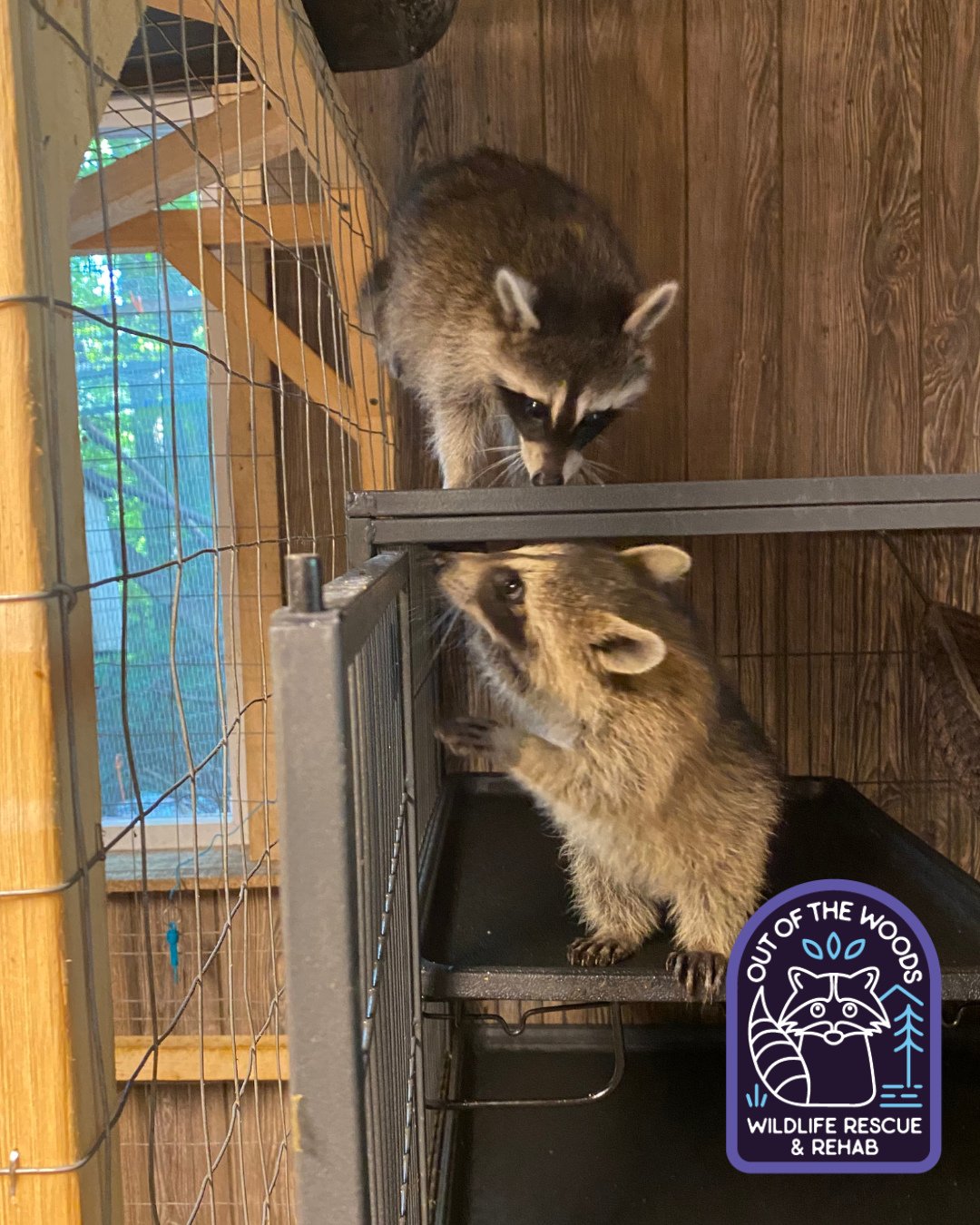 POV: when you walk in on a top secret raccoon meeting. #raccoon #babyraccoon #outofthewoodswildlife #tennessee #westtennessee #wildlifeeducation #wildliferehab #rescueandrelease