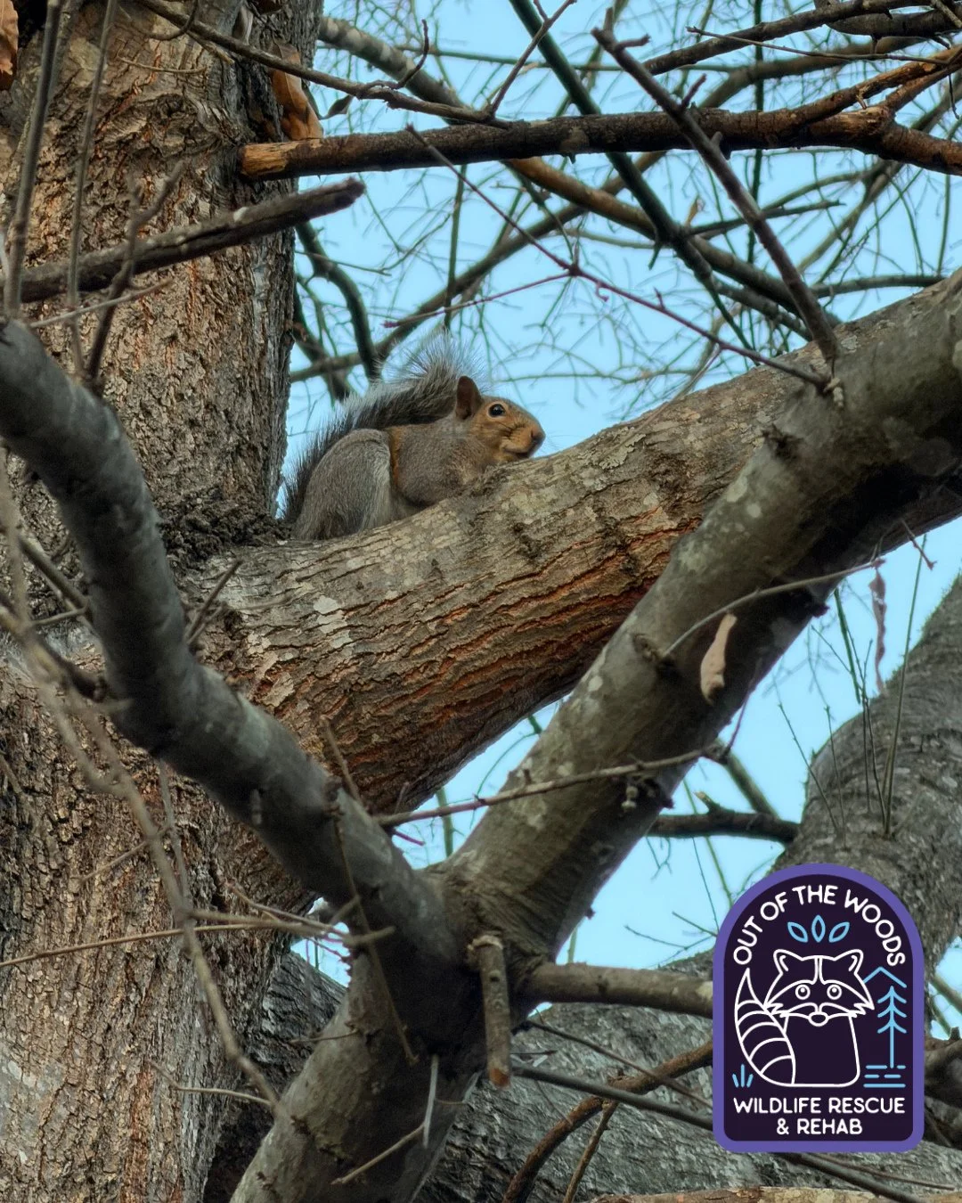 We spotted this squirrel on a lookout perch! 👀 Squirrels use branches or structures to rest, eat, or watch from! #squirrel #squirrelfacts #tennessee #westtennessee #outofthewoodswildlife #wildlifeeducation