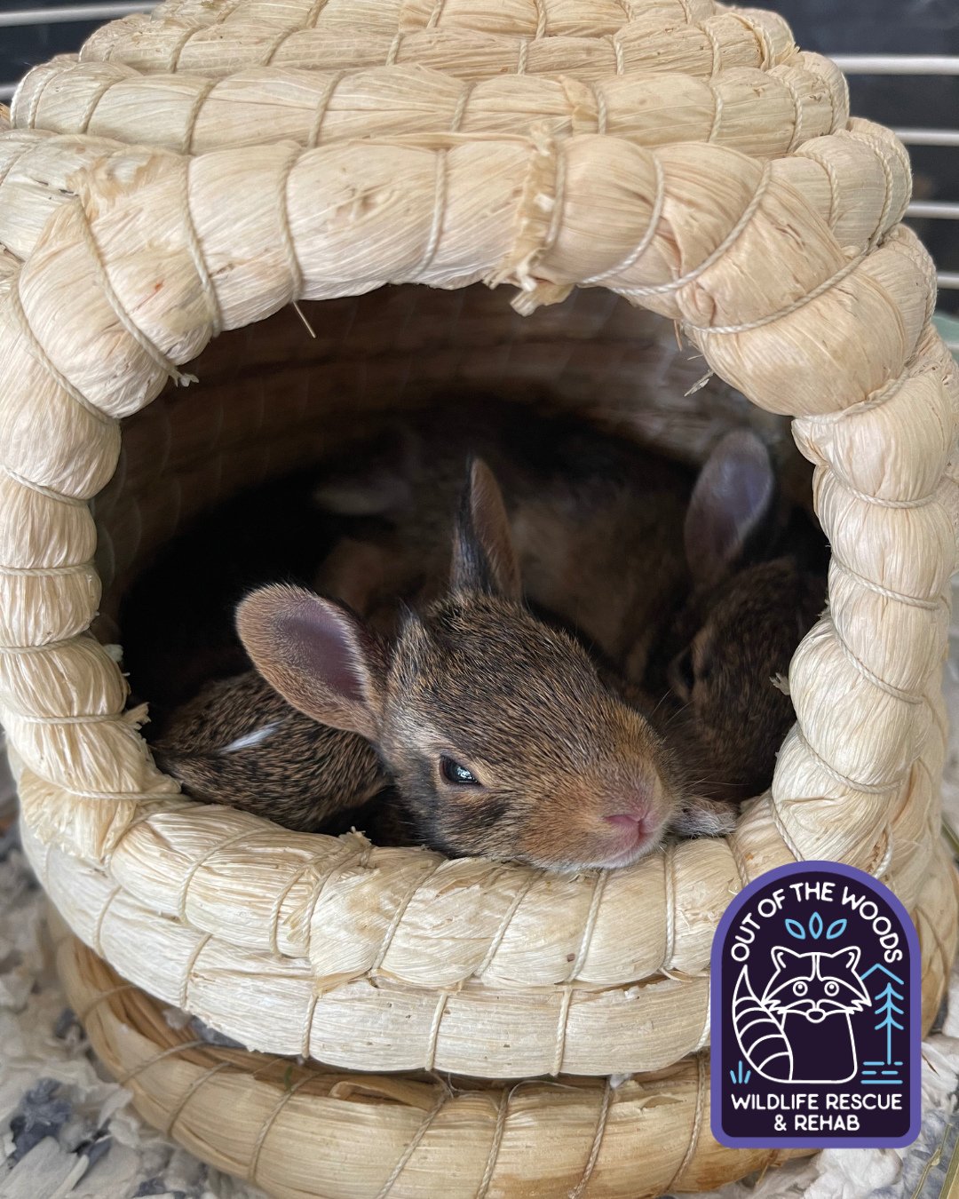 Cottontail rabbits are lagomorphs. 🐇 Lagomorphs are mammals in the order Lagomorpha, which includes rabbits, hares, and pikas, distinguished from rodents by having an extra pair of incisors in their upper jaw. They are herbivorous, have strong hind 