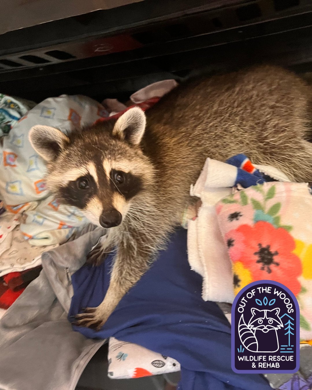 Weekend laundry got you like . . . 😆 #raccoon #tennessee #outofthewoodswildlife #westtennessee #wildlifeeducation #rescueandrelease #wildliferehab #laundry