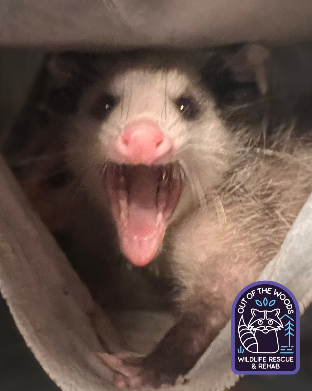 The opossum has 50 teeth, more than any North American land mammal! #opossum #opossumfact #tennessee #westtennessee #outofthewoodswildlife #wildlifeeducation #wildliferehab