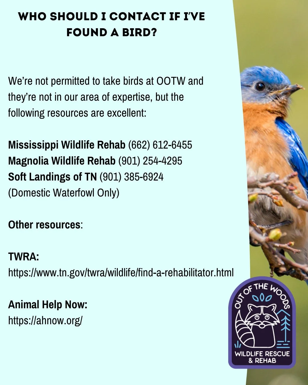 Hi friends, just a reminder that we're not permitted to take birds at OOTW and they are not in our area of expertise. The following are excellent resources/contacts if you've found a bird or have any avian questions!

⭐️Mississippi Wildlife Rehab (66