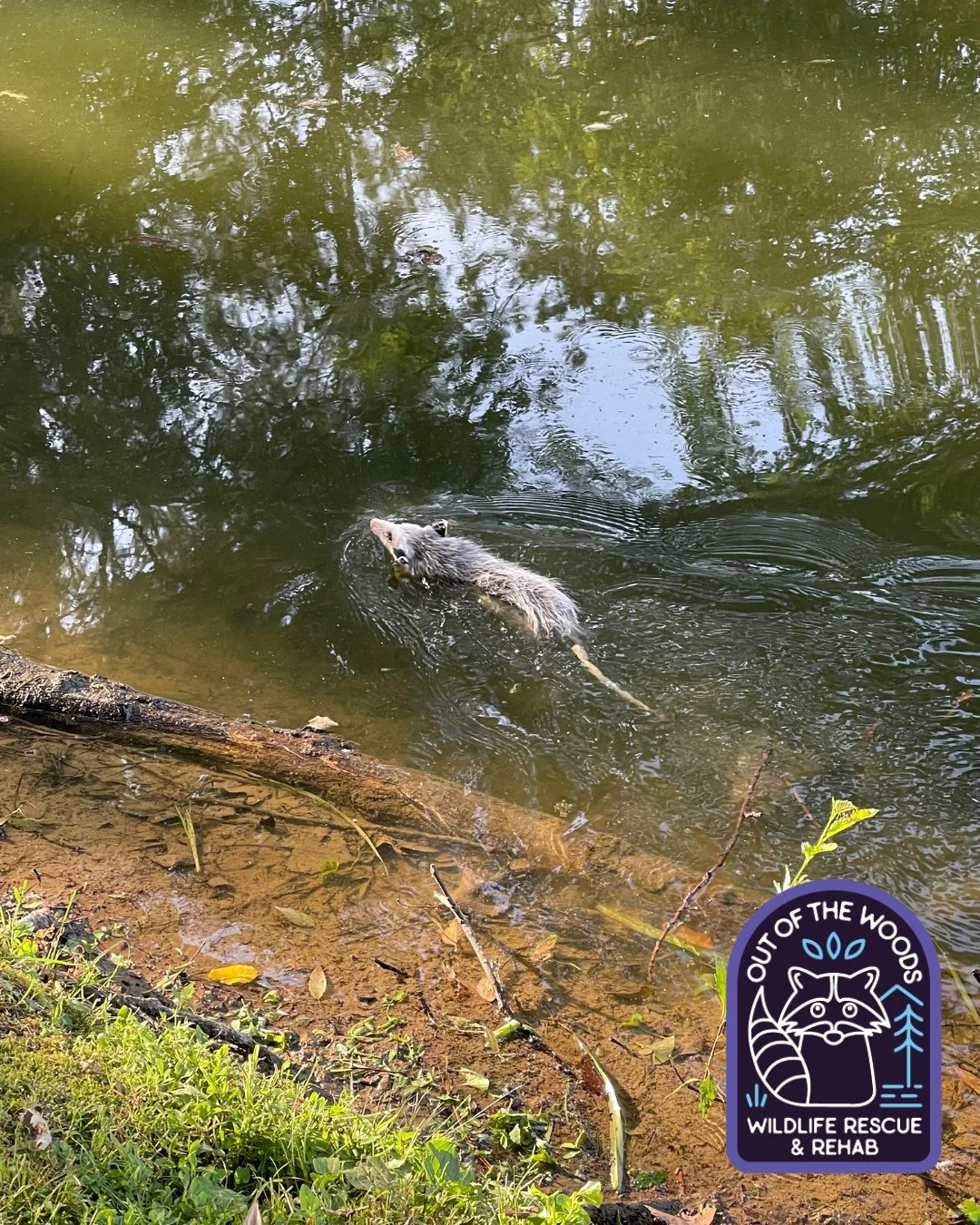 Happy Martin Luther King Day!

Dr. Martin Luther King Jr. devoted his life to serving others. We can only hope that we carry on a fraction of his legacy through serving the wildlife of West Tennessee and being a voice for them. We hope today you&rsqu