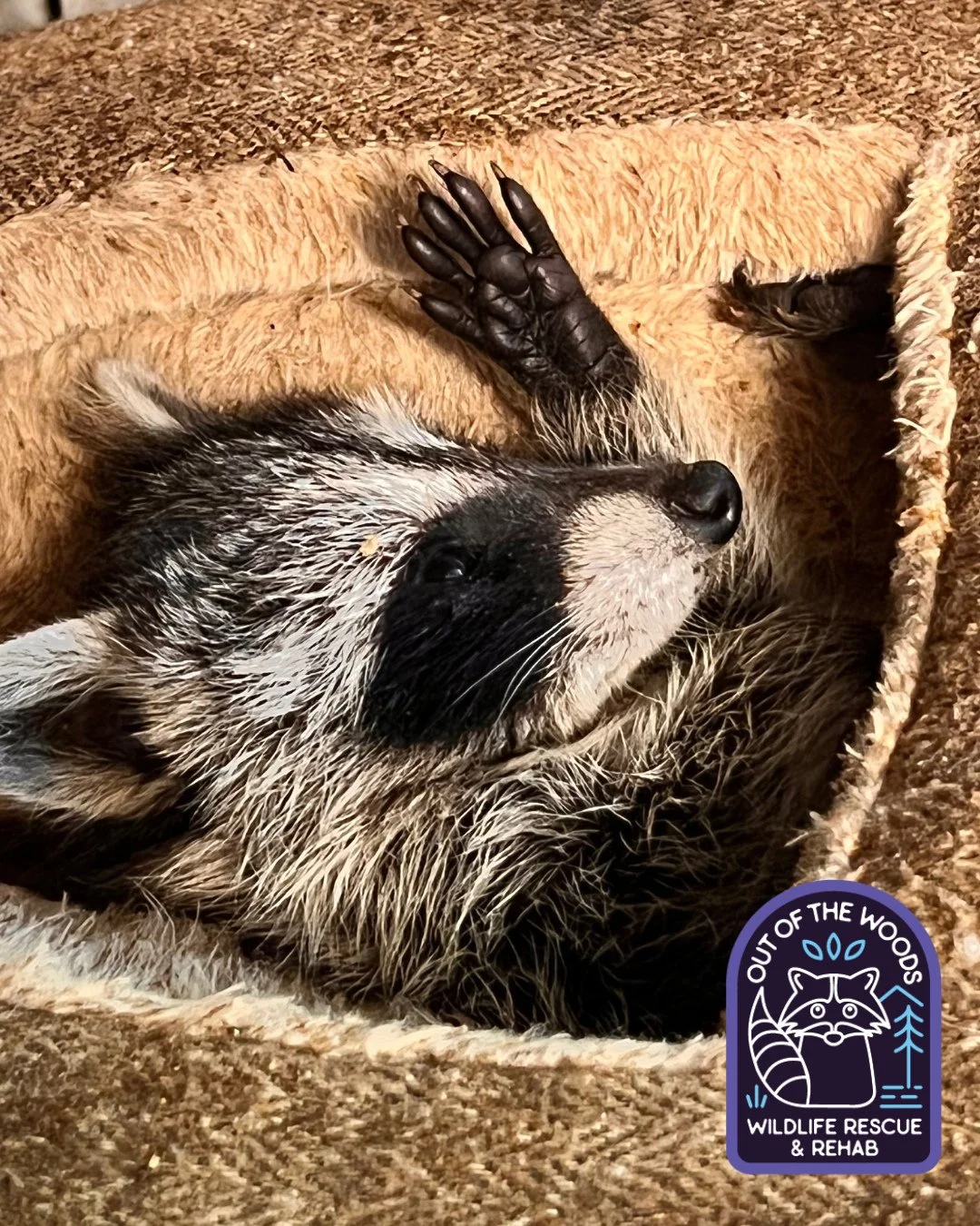 Upcoming snowstorm forecast got you like . . . #tennessee #westtennessee #snowstorm #outofthewoodswildlife #raccoon #babyraccoon #wildlifeeducation #wildliferehab #tbt #throwbackthursday