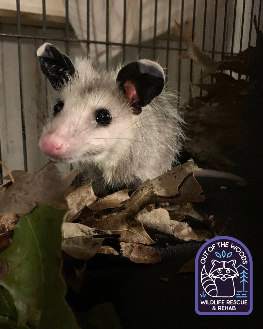 A young opossum patient getting some practice in with leaves, which are common nesting materials in the wild. 🍂 #tennessee #westtennessee #outofthewoodswildlife #opossum #opossumfact #wildliferehab #wildliferescue #wildlifeeducation