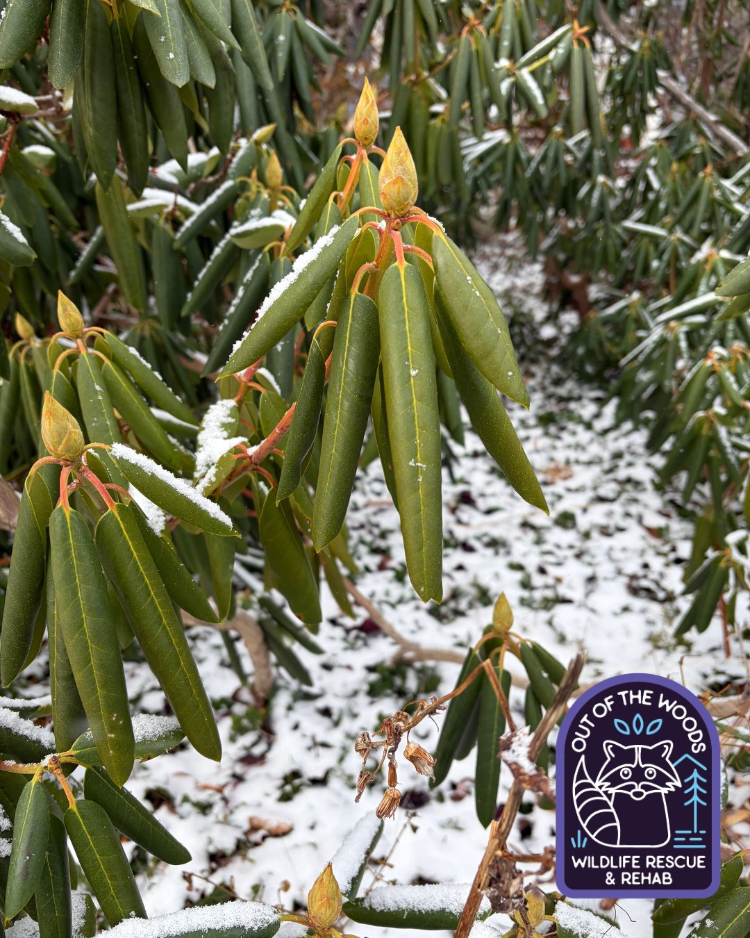 Have you checked on the rhododendrons? They may be exhibiting thermonasty! &ldquo;Thermo&rdquo; means temperature and &ldquo;nastic&rdquo; means movement&mdash;thermonasty is the movement of plant parts in response to changes in temperature. Leaves c
