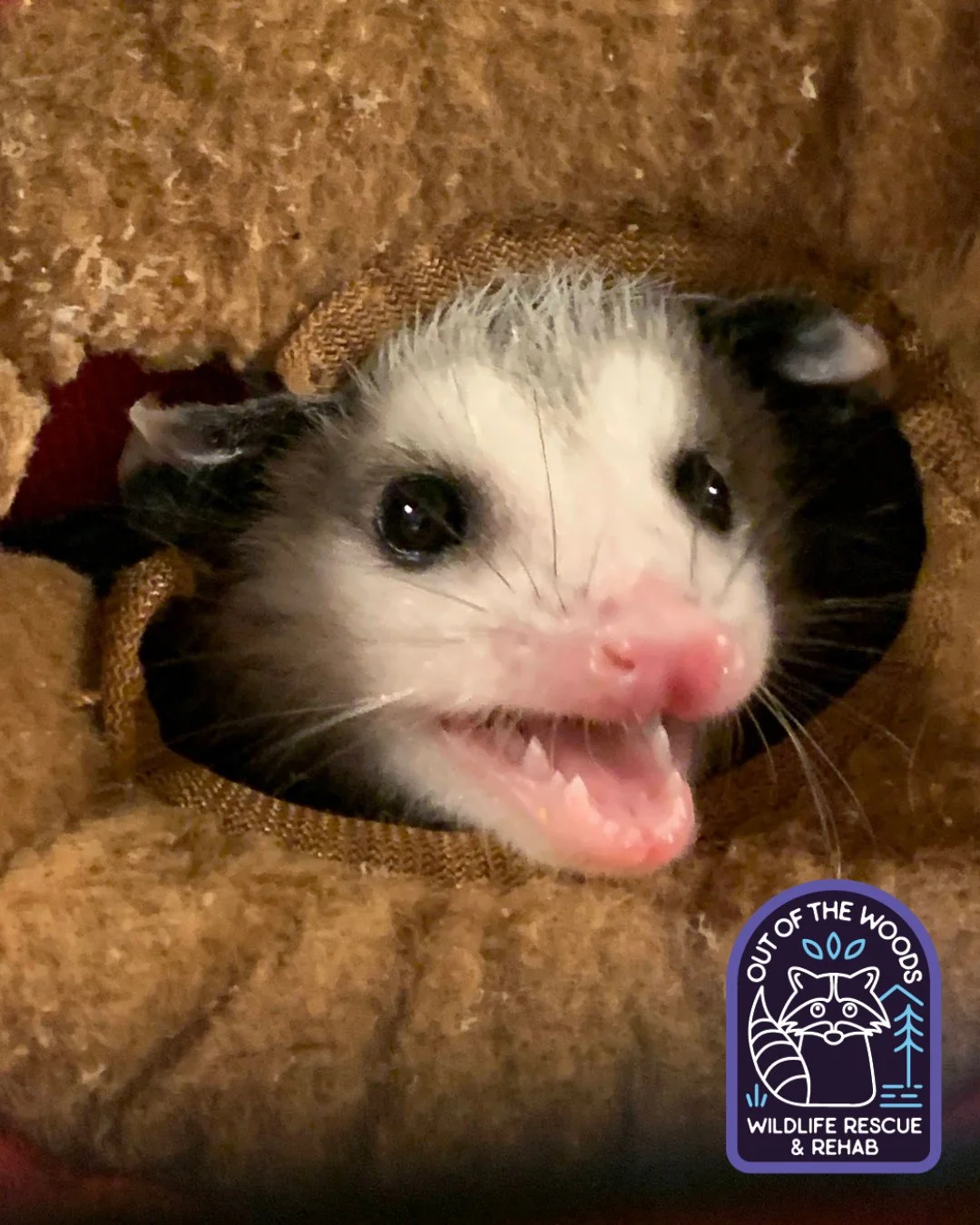 Just an opossum popping in to wish everyone a happy Sunday! #opossum #outofthewoodswildlife #tennessee #westtennessee #wildlifeeducation #wildliferescue #rehabandrelease