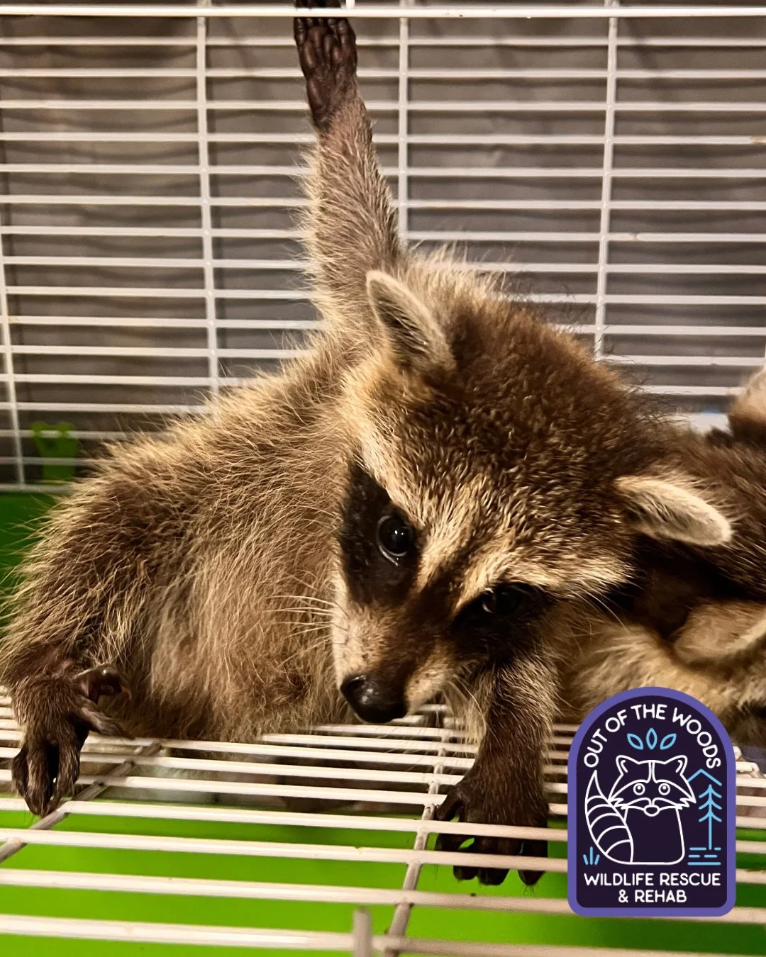 Winter weather got you stressed? Take a page out of the raccoon yoga book with this easy twist pose. Inhale. Exhale. #raccoon #babyraccoon #tennessee #westtennessee #raccoonyoga #sunday #wildliferescue #wildlifeeducation