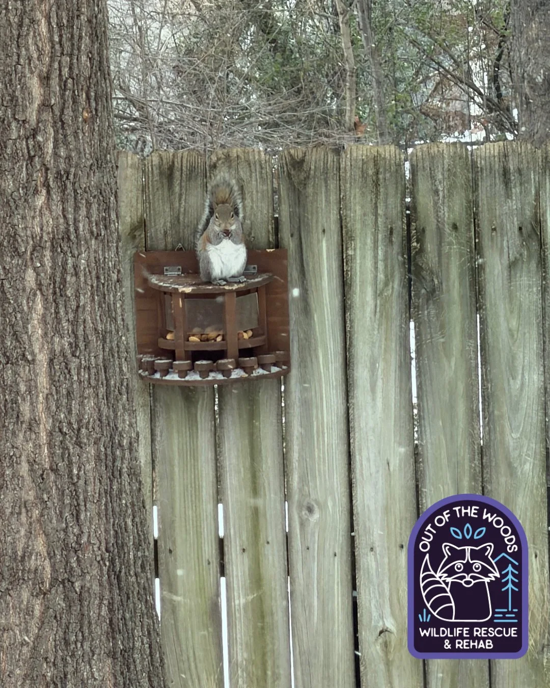 Have you witnessed wildlife out and about enjoying the snow? We want to see! DM us a picture on Instagram or reply to this post on Facebook with a photo in the comments! We&rsquo;ll share your submission in an upcoming post and tag you! Enjoy this si