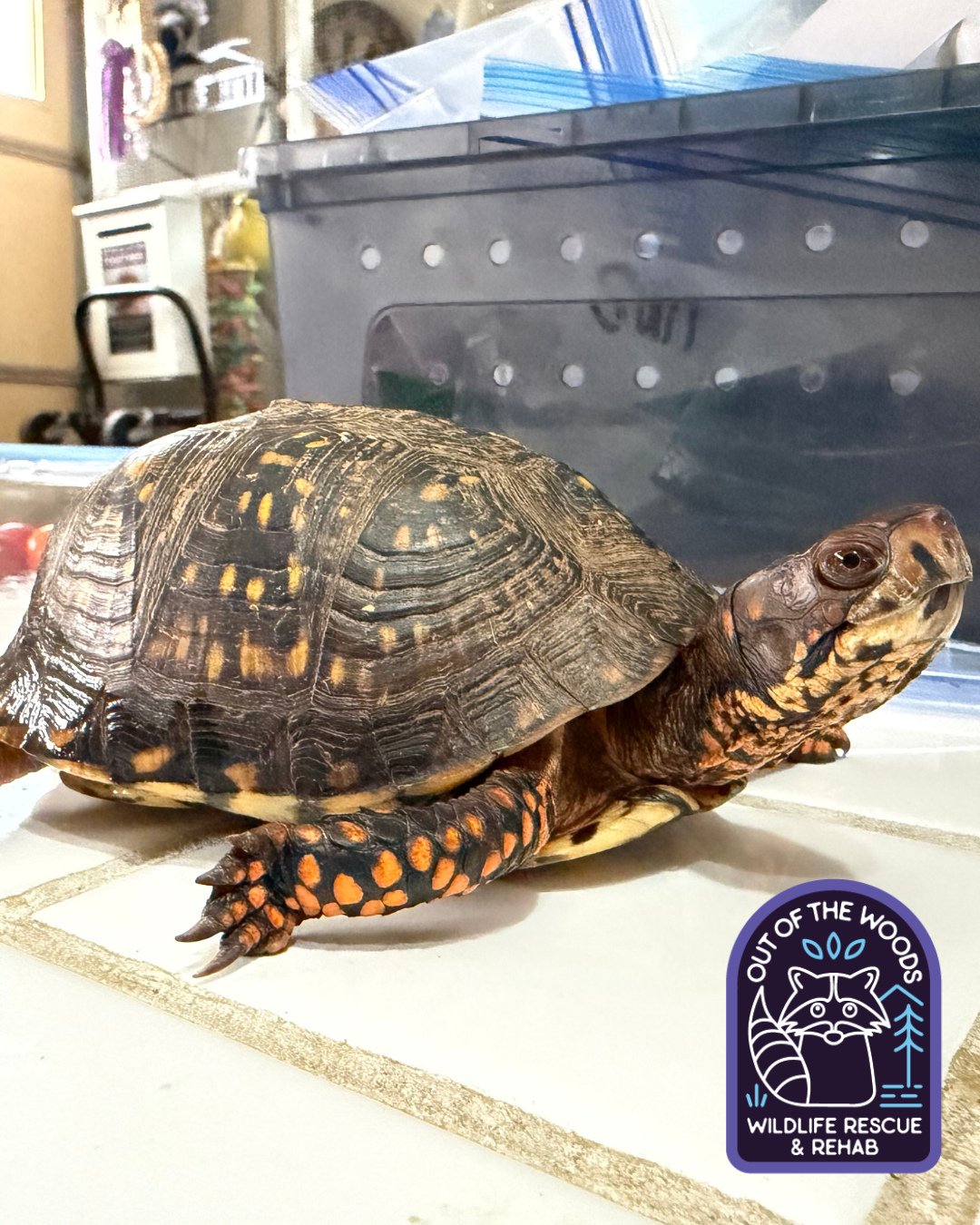 Did you know that each box turtle&rsquo;s pattern is distinct? Like a fingerprint! #tennessee #westtennessee #outofthewoodswildlife #wildlifeeducation #turtle #boxturtle #turtlefacts #wildliferescue #wildliferehab