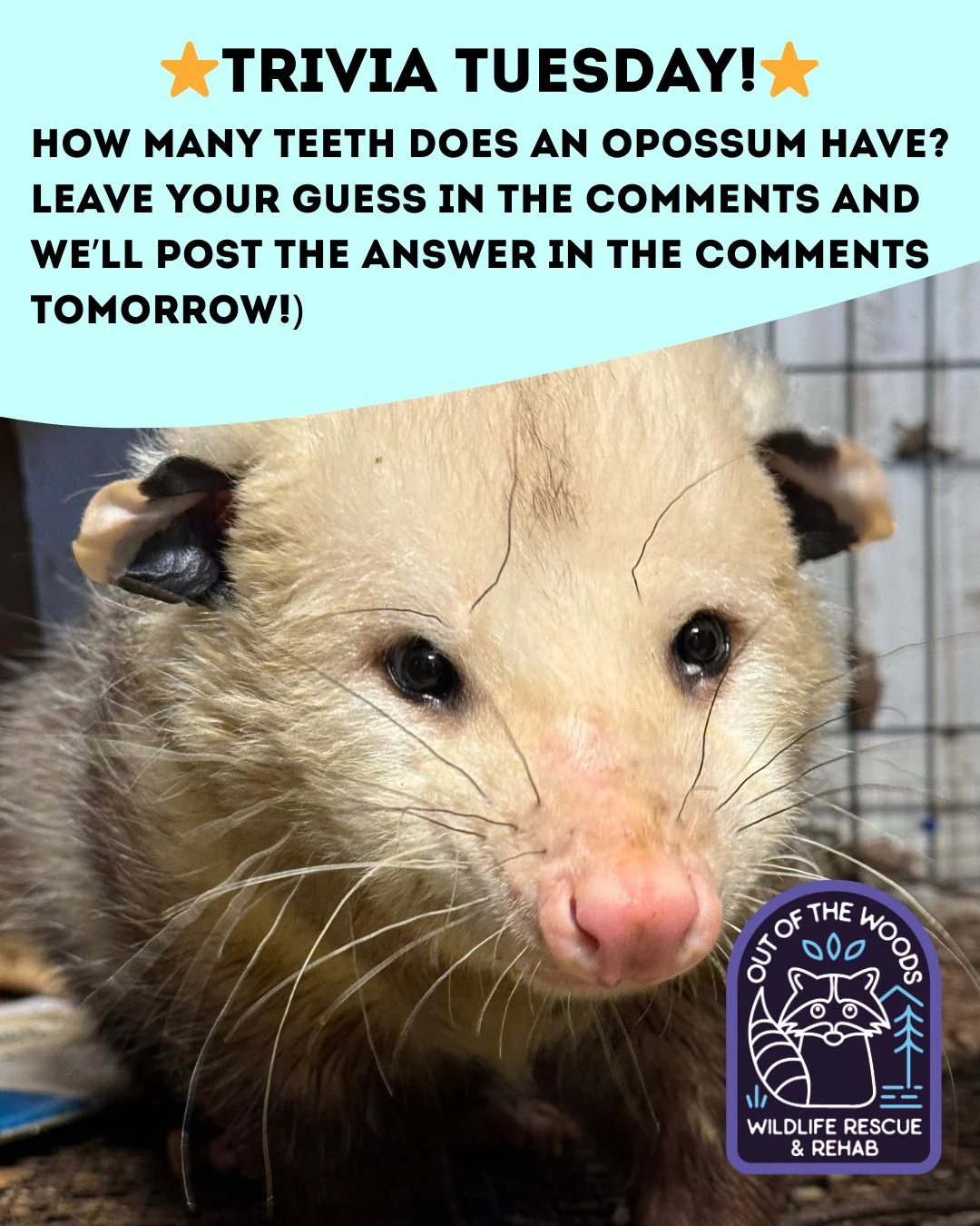 ❓ TRIVIA TUESDAY ❓ 
⭐️HOW MANY TEETH DOES AN OPOSSUM HAVE?⭐️
Leave your guess in the comments below and we&rsquo;ll leave the answer in the comments tomorrow! 
#trivia #triviatuesday #opossum #wildlifeeducation #tennessee #westtennessee #outofthewood