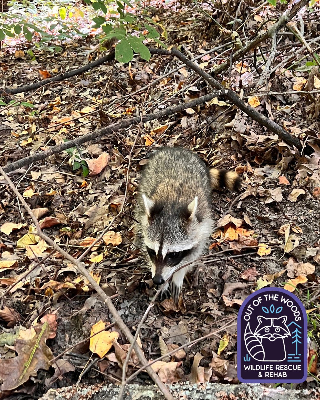 Raccoons forage for food (insects, nuts, fallen fruit) in leaf litter, using their paws to sift through piles, but leaves themselves aren't food; they're habitat and camouflage, with raccoons using them for dens in hollow logs or under brush. #raccoo