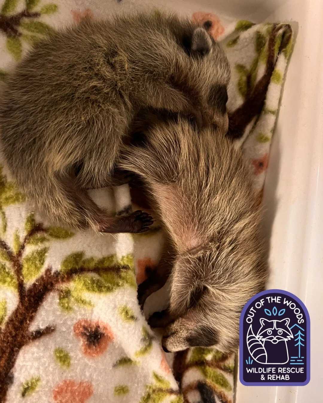 Two orphaned baby raccoon kits of seasons past that we had the privilege of helping. 
Did you know?
🦝 At 3 weeks, their eyes open, revealing their dark mask. �🦝 At 6-8 weeks, they start walking, climbing, and get their teeth, beginning to wean. �🦝
