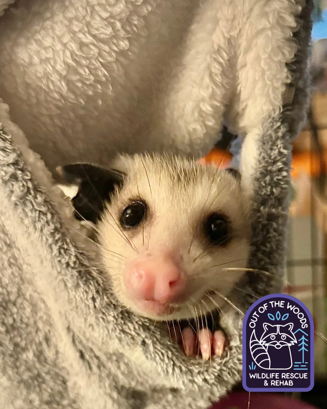 👀 Opossum&rsquo;s eyes are adapted for their nocturnal lifestyle, appearing large and black with huge pupils for maximum light absorption, though they have a pale iris and reflective layer (tapetum lucidum) that causes them to glow red/orange in hea