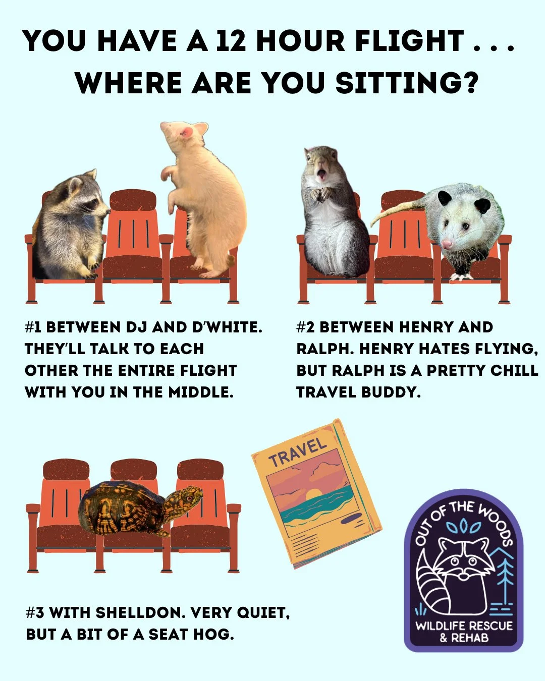 PICK YOUR SEAT! Let us know where you&rsquo;re sitting in the comments! #tennessee #westtennessee #outofthewoodswildlife #educationalambassador #raccoon #albinoraccoon #squirrel #opossum #turtle #nonreleasable
