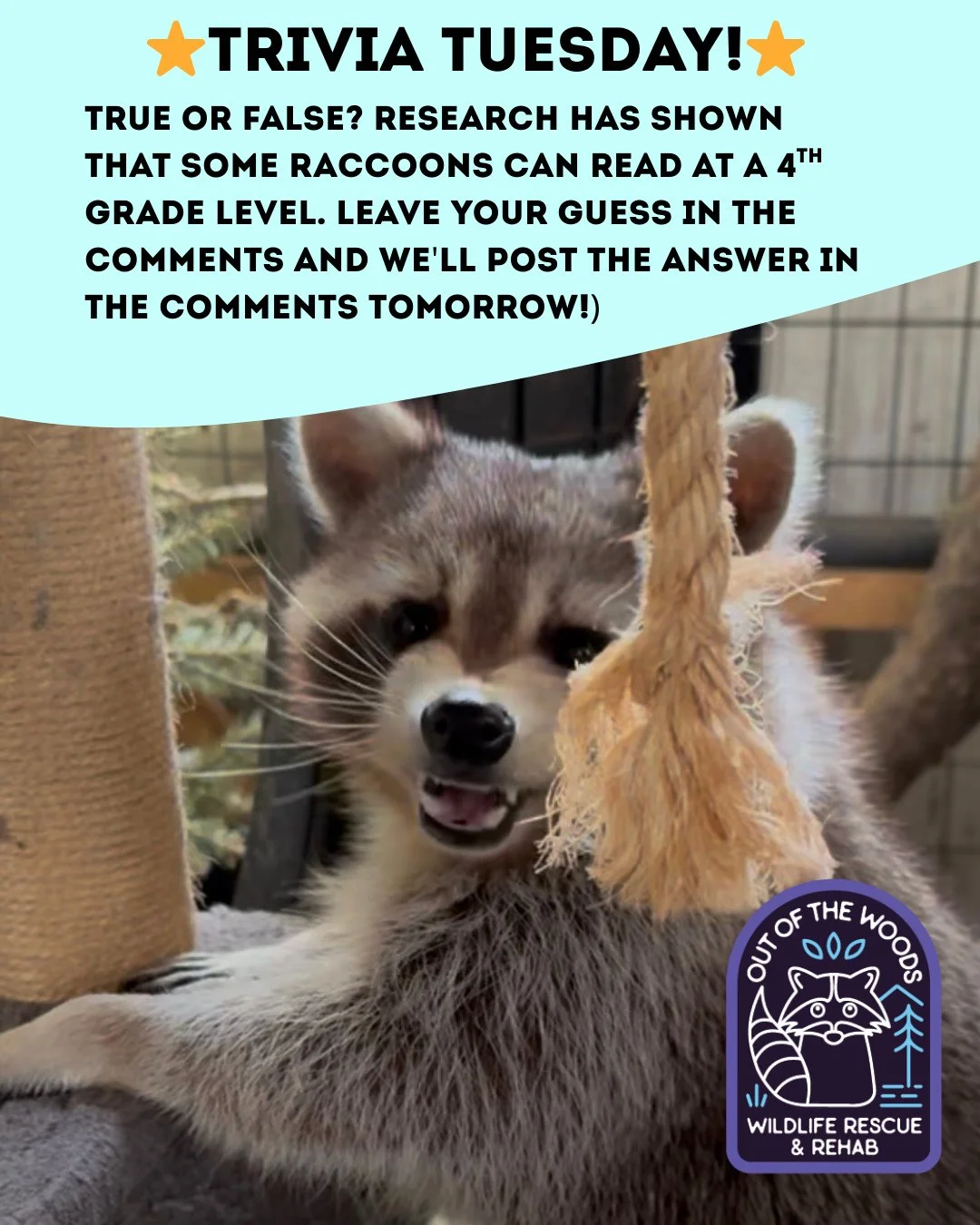 ❓ TRIVIA TUESDAY ❓ 
⭐️True or false? Research has shown that some raccoons can read at a 4th grade level.⭐️
Leave your guess in the comments below and we&rsquo;ll leave the answer in the comments tomorrow! 
#trivia #triviatuesday #raccoon #wildlifeed