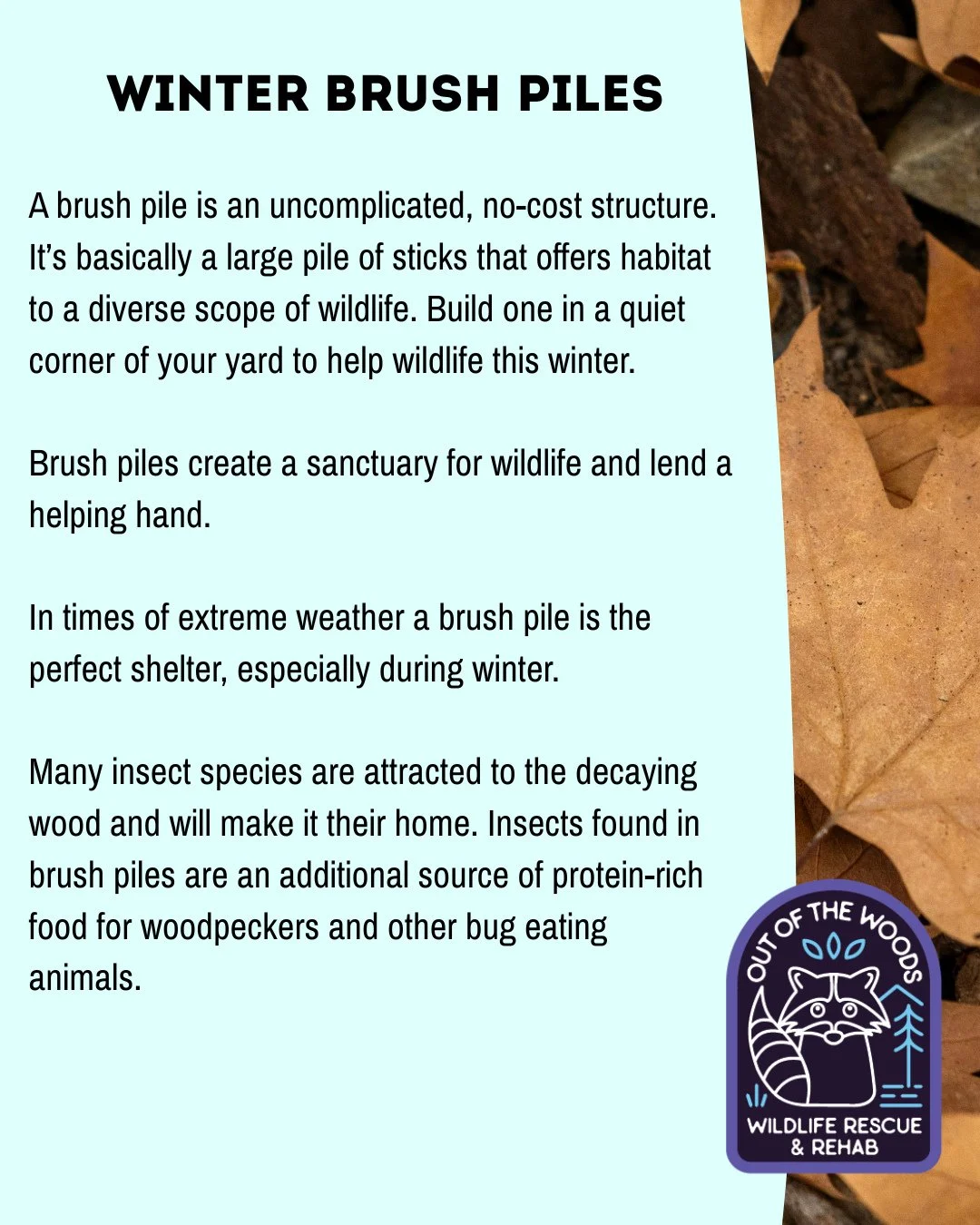 ❄️ Winter brush piles 101! ❄️ 

A brush pile is an uncomplicated, no-cost structure. It&rsquo;s basically a large pile of sticks that offers habitat to a diverse scope of wildlife. Build one in a quiet corner of your yard to help wildlife this winter
