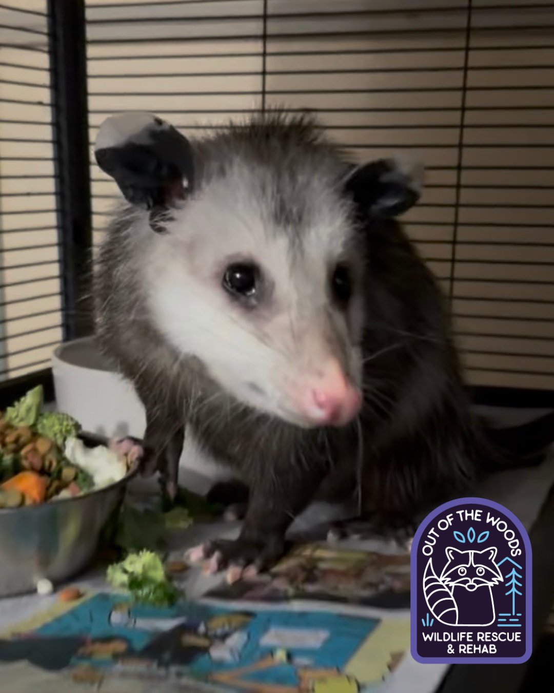 Happy Friday from Leroy, our overwintering opossum patient! He might be the messiest eater, but it&rsquo;s all good! TGIF! #leroy #happyfriday #tennessee #westtennessee #TGIF #outofthewoodswildlife #opossum #wildliferescue #wildlifeeducation
