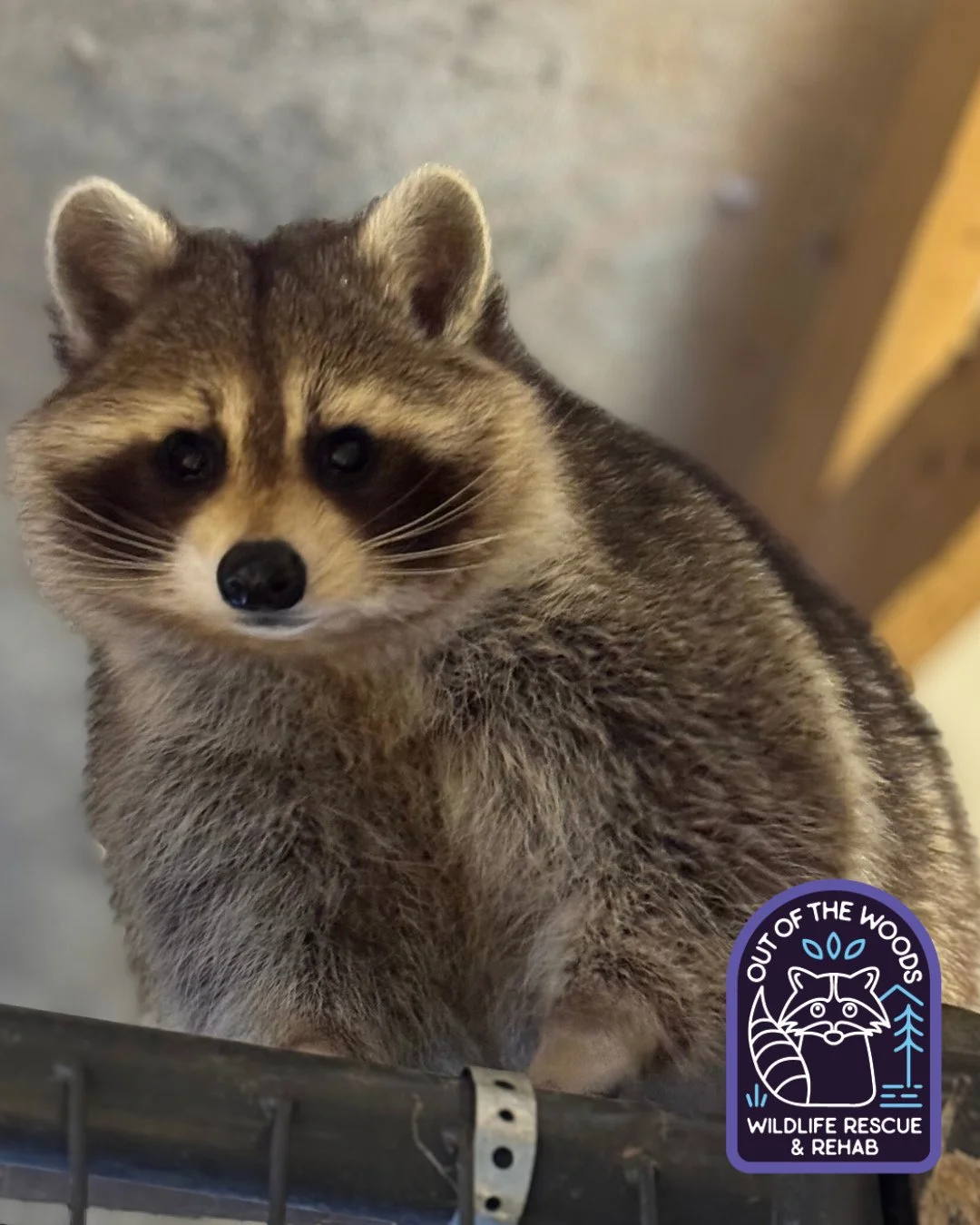 VOGUE. DJ is no stranger to the camera. 📸 #DJ #raccoon  #educationalambassador #nonreleasable #tennessee #westtennessee #outofthewoodswildlife #vogue #wildlifeeducation