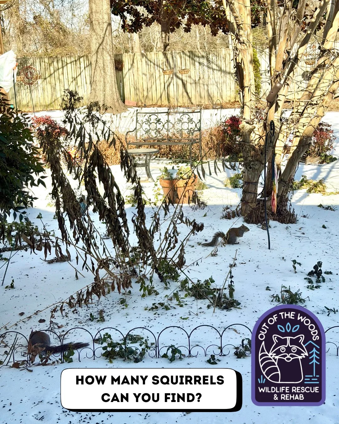 How many squirrels do you see in this picture? Put your wildlife sleuthing skills to the test and let us know in the comments! #tennessee #westtennessee #outofthewoodswildlife #wildlifeeducation #squirrel #wildliferescue #rescueandrelease #respectthe