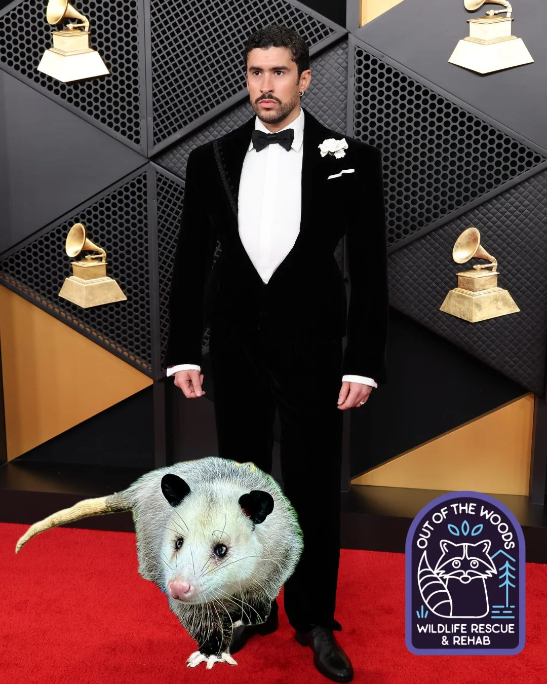 That time when Ralph, our non releasable opossum education ambassador, met up with Bad Bunny on the red carpet at The Grammys and agreed to join him as a special guest at the upcoming #Superbowl halftime show. 🤣 The secret is out!  We think they&rsq