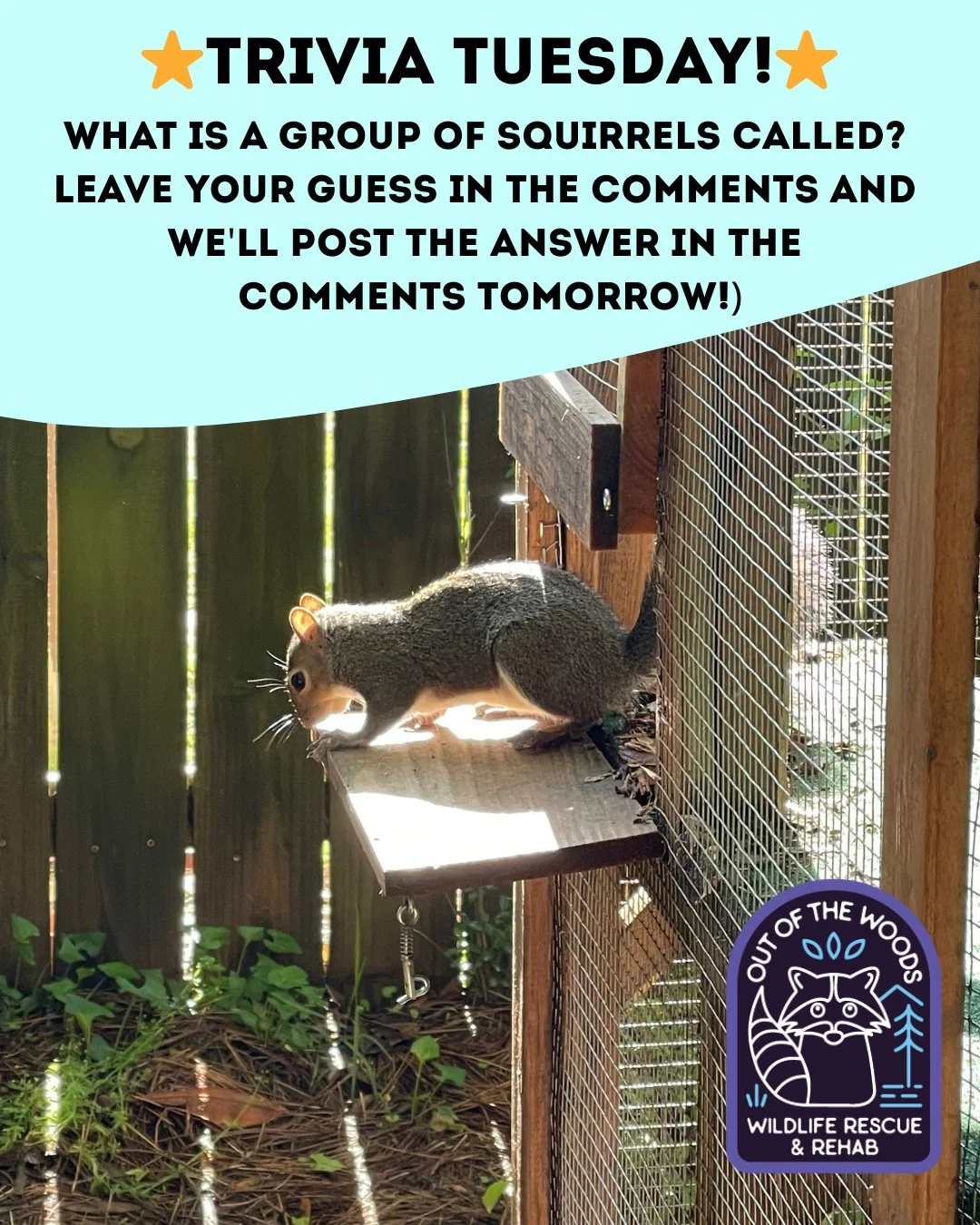 ❓ TRIVIA TUESDAY ❓ 
⭐️ What is a group of squirrels called? ⭐️
Leave your guess in the comments below and we&rsquo;ll leave the answer in the comments tomorrow! 
#trivia #triviatuesday #squirrel #wildlifeeducation #tennessee #westtennessee #outofthew