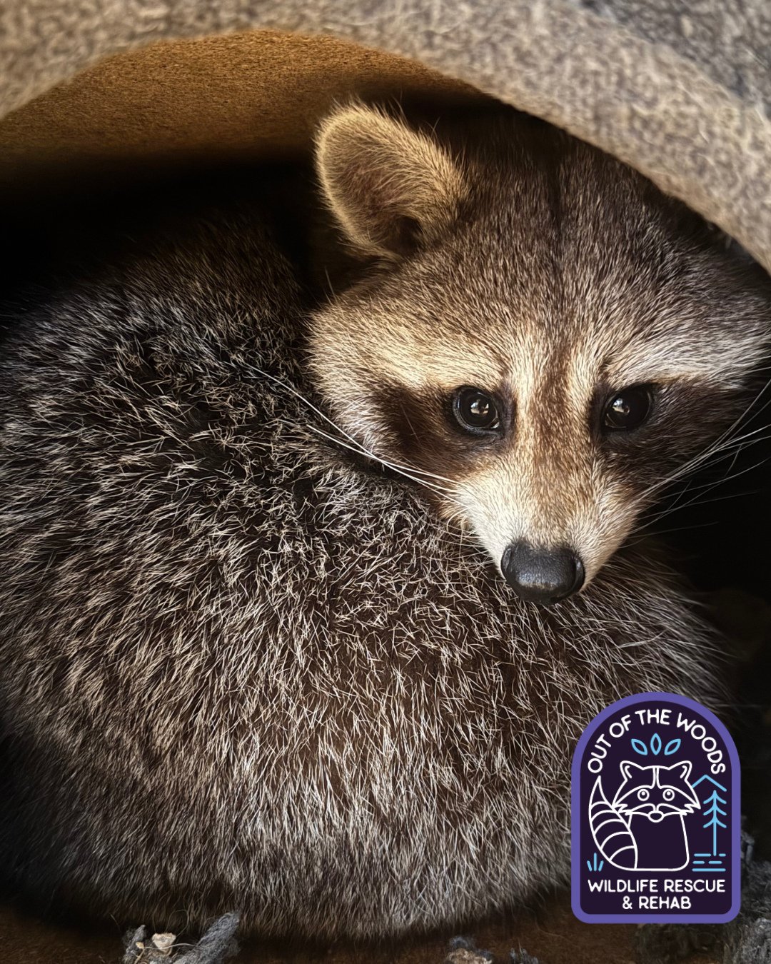 DJ doing his best impression of a fox in a fox den. &hearts;️🦝 #DJ #tennessee #westtennessee #outofthewoodswildlife #raccoon #educationalambassador #nonreleasable #wildlifeeducation