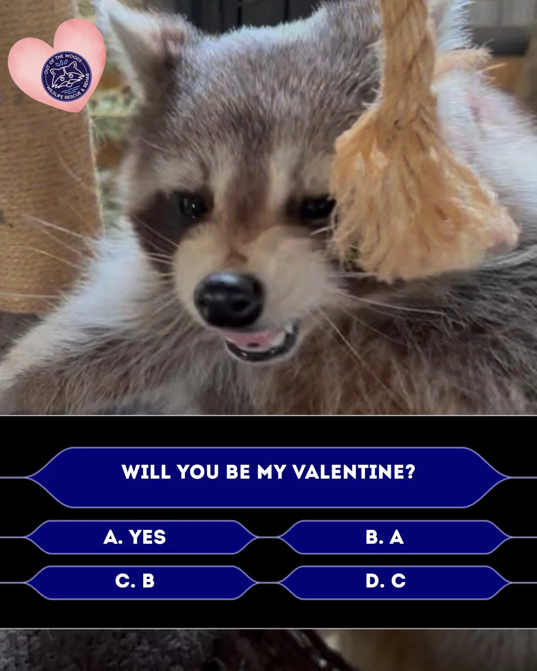Valentine&rsquo;s Day is almost here and DJ has a burning question. Let us know in the comments! #DJ #raccoon #outofthewoodswildlife #tennessee #westtennessee #raccoon #nonreleasable #educationalambassador #wildlifeeducation #valentinesday