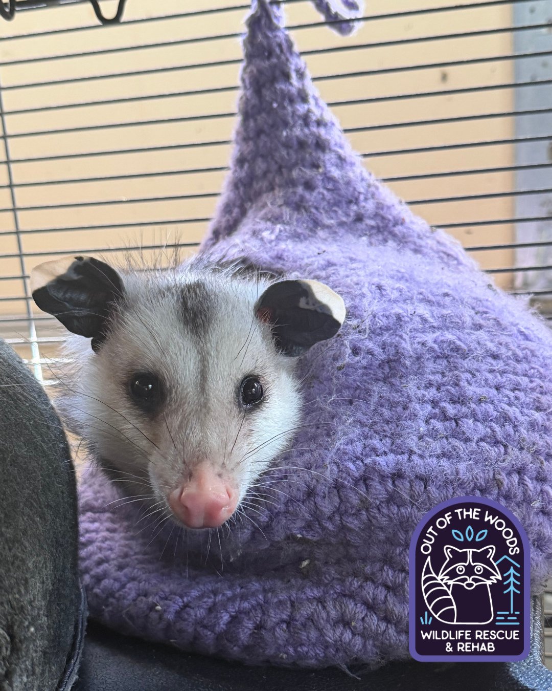 Leroy has many beds to choose from, but he looks particularly proud that he squeezed into his hammock from when he was a baby. 🤣 #leroy #tennessee #westtennessee #outofthewoodswildlife #opossum #rehabandrelease #wildliferehab #wildlifeeducation