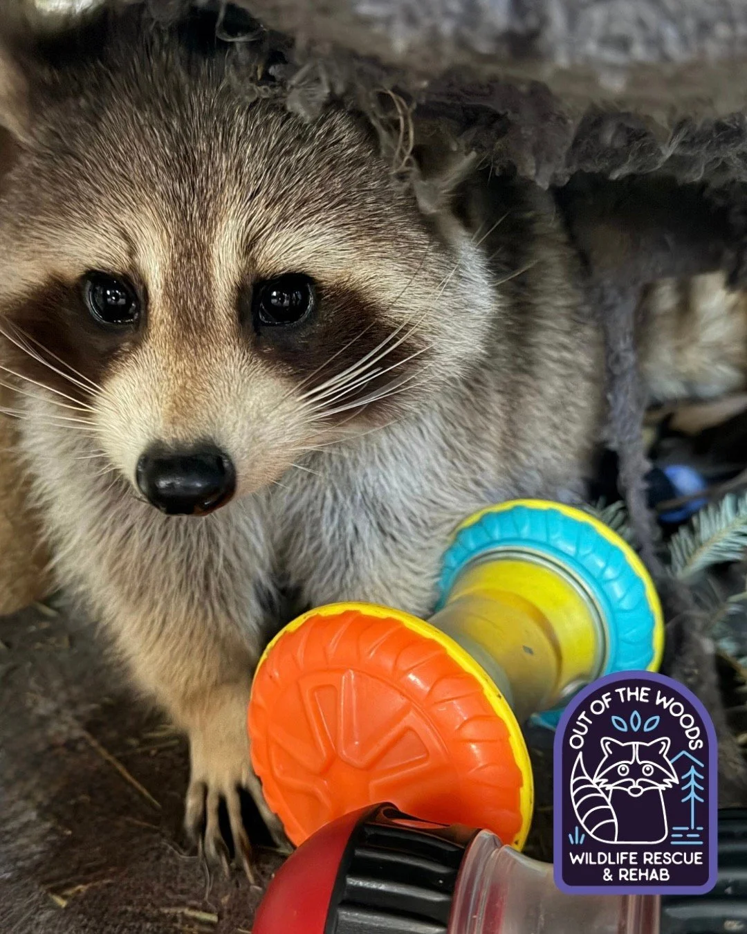 DJ enjoying some enrichment with his treat puzzles! He is FAST at solving these! Raccoons are highly intelligent, curious, and dextrous, requiring significant daily mental and physical enrichment focusing on foraging, climbing, and problem-solving. #