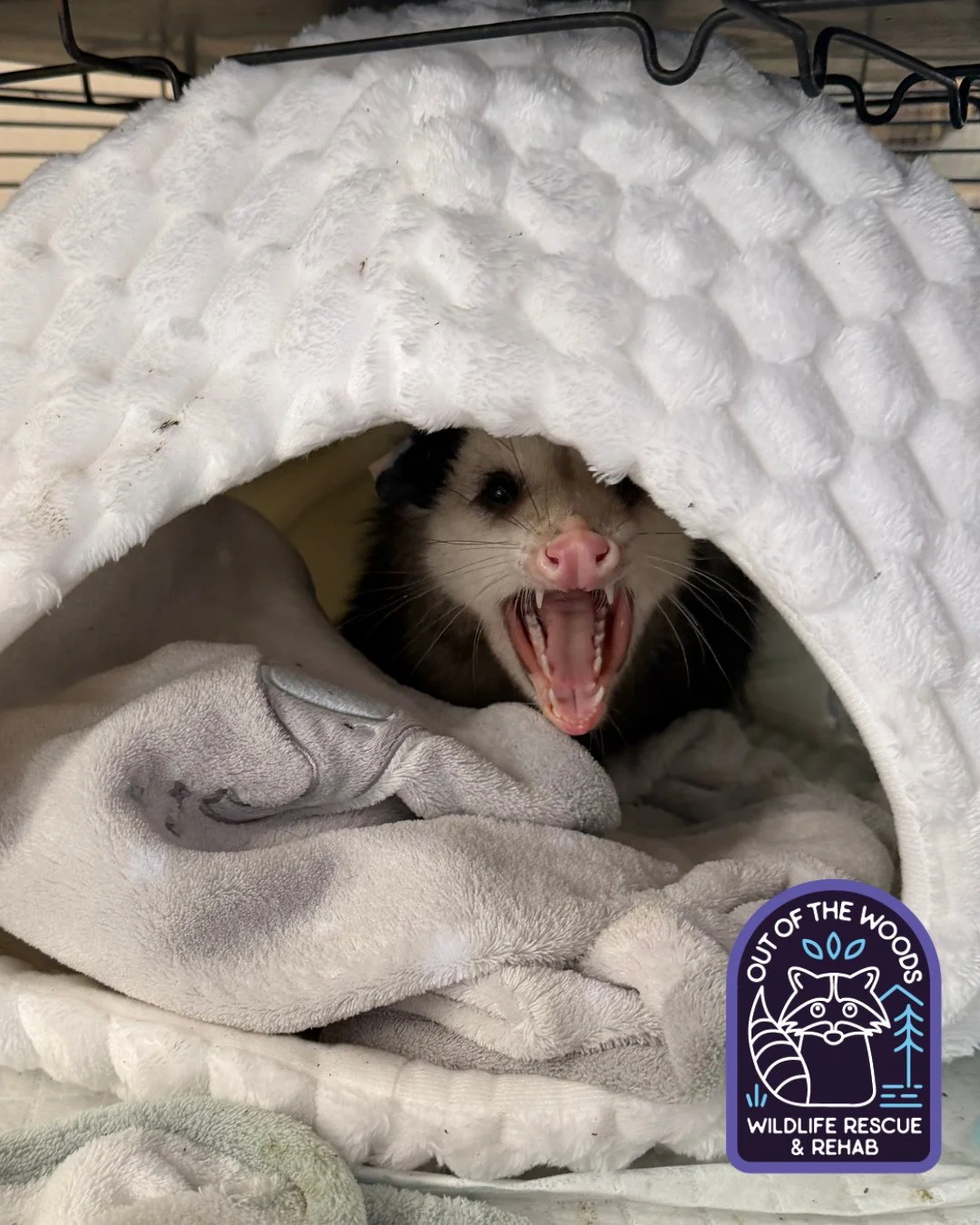 Leroy, our overwintering opossum patient, in his one of his fluffy beds! Probably thinking &ldquo;it&rsquo;s too early&rdquo; based on that expression! #tennessee #westtennessee #leroy #opossum #outofthewoodswildlife #rescueandrelease #wildlifeeducat