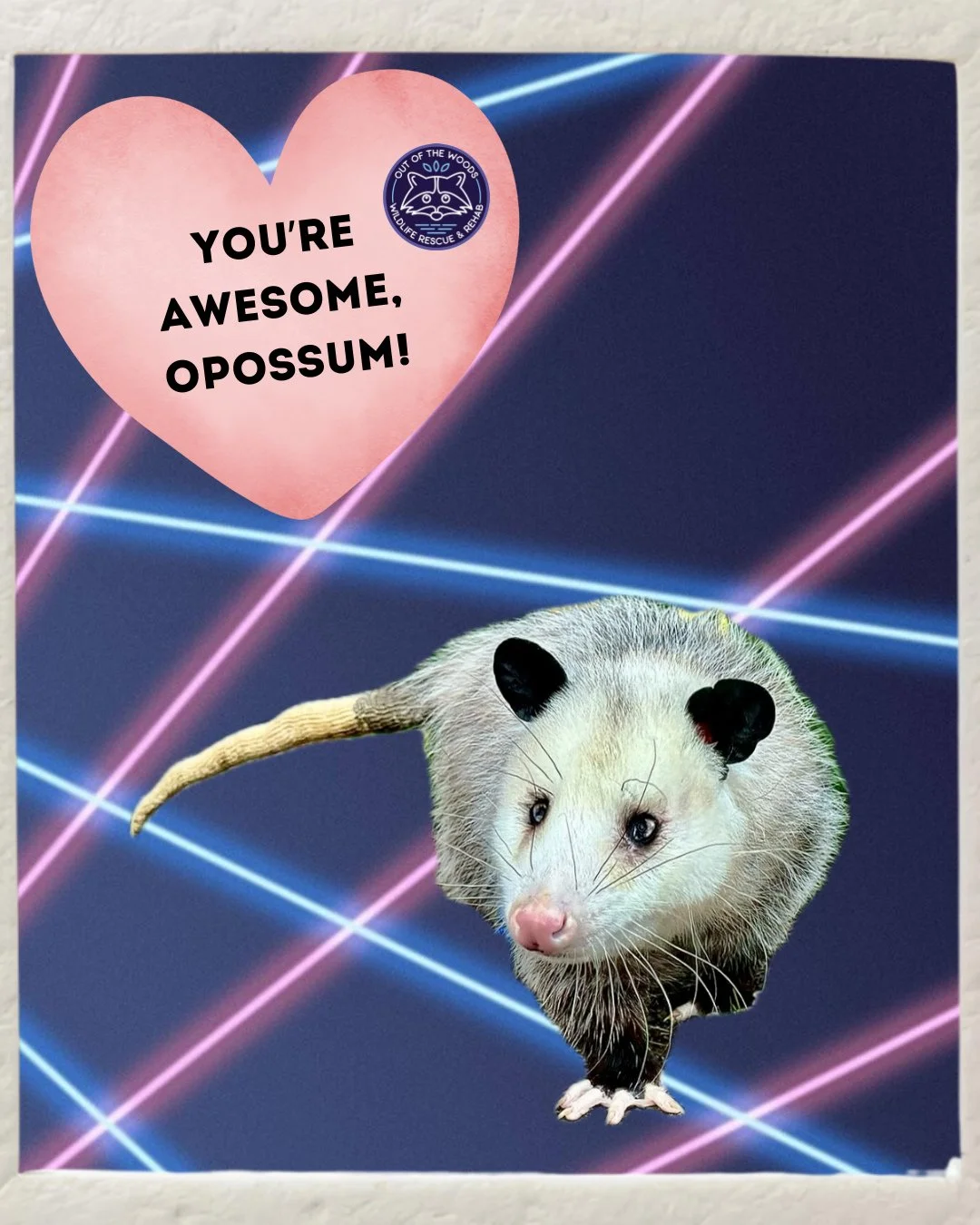 HAPPY VALENTINE&rsquo;S DAY! 
Send an OOTW greeting to someone you love! #valentinesday #tennessee #westtennessee #outofthewoodswildlife #wildlifeeducation #dwhite #DJ #shelldon #ralph #henry #squirrel #turtle #raccoon #albinoraccoon #opossum #nonrel