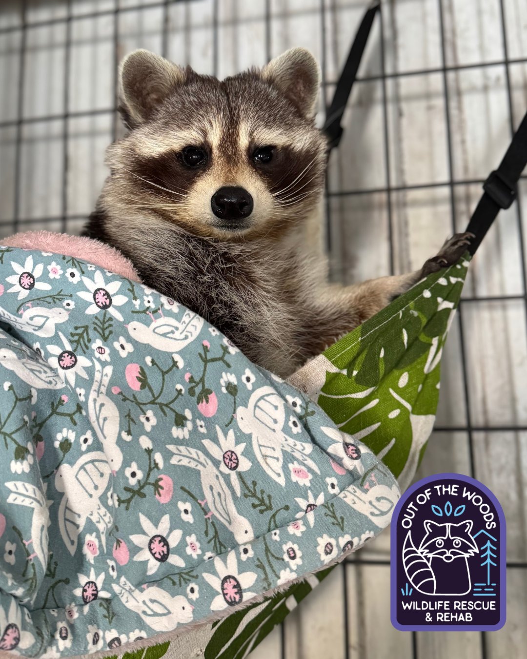 Winter got you like . . .
Nothing that cozy hammocks and blankets can&rsquo;t fix! #DJ #tennessee #westtennessee #outofthewoodswildlife #raccoon #educationalambassador #nonreleasable #wildlifeeducation