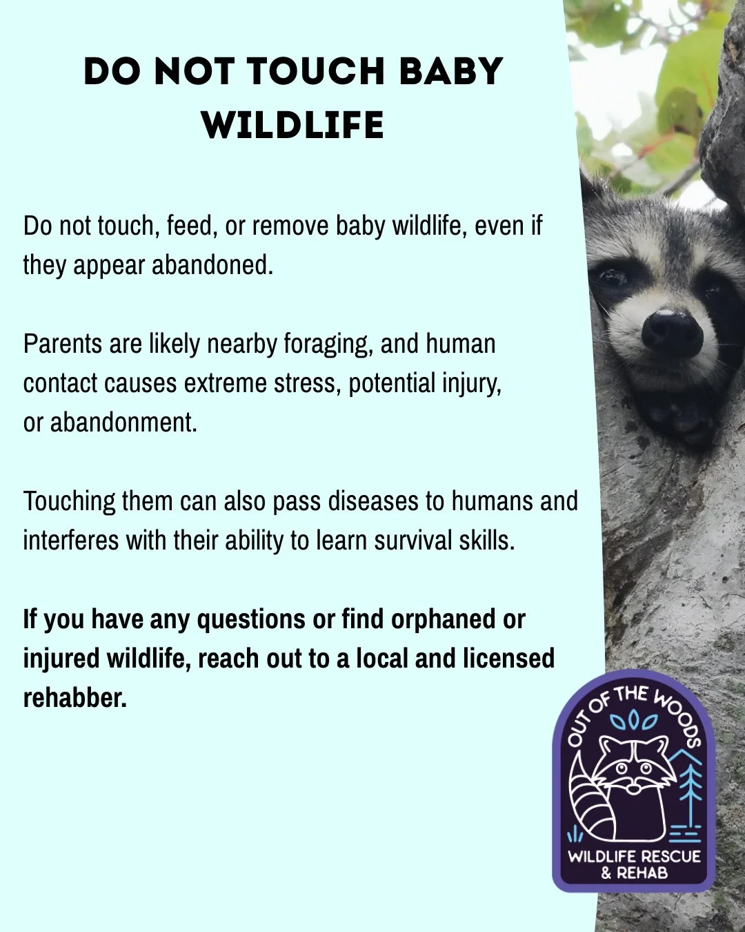 PSA 📢 Do not touch, feed, or remove baby wildlife, even if they appear abandoned.
Parents are likely nearby foraging, and human contact causes extreme stress, potential injury, or abandonment. Touching them can also pass diseases to humans and
inter