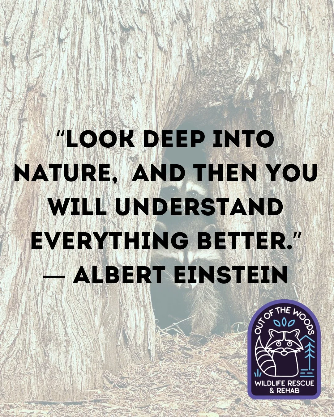 Words of wisdom! Look deep into nature and by doing so, we believe that striving to coexist with your local wildlife will come to the forefront! Give it a try! #wildlifeeducation #tennessee #westtennessee #outofthewoodswildlife #nature #coexist #resp