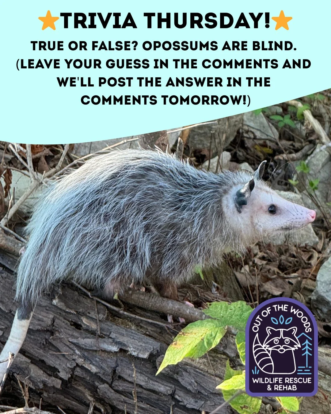 ❓ TRIVIA THURSDAY ❓ 
⭐️ True or false? Opossums are blind.⭐️
Leave your guess in the comments below and we&rsquo;ll leave the answer in the comments tomorrow! 
#trivia #triviathursday #opossum #wildlifeeducation #tennessee #westtennessee #outofthewoo