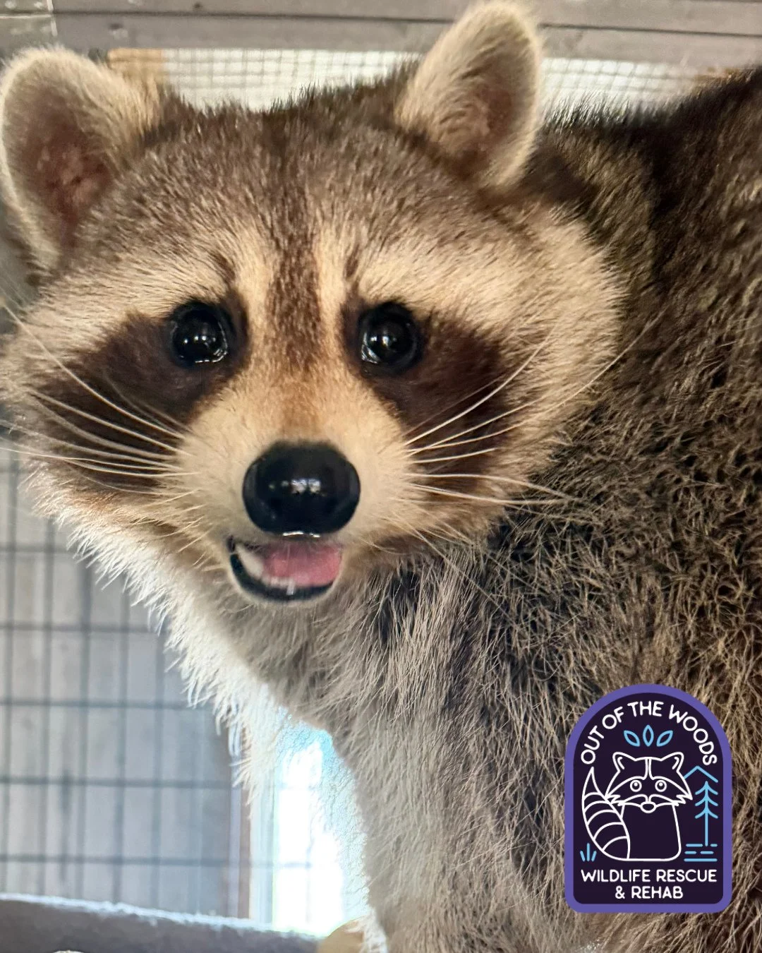 DJ has such a wonderful smile! Raccoons are highly emotional and sensitive creatures, demonstrating complex feelings such as fear, joy, affection, and grief. They possess significant cognitive ability, with brain structures that process feelings. Rac