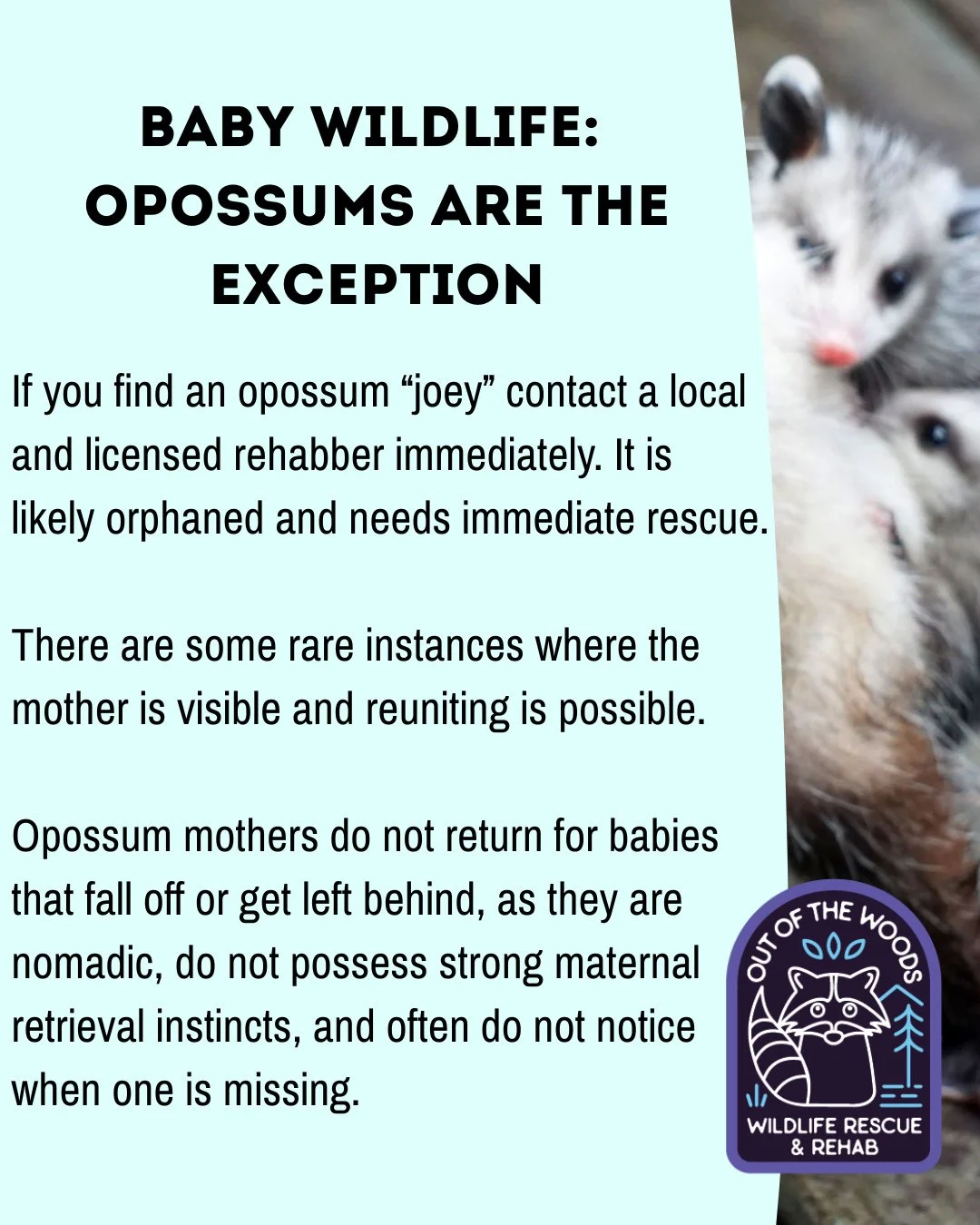 Special PSA about opossums! 📢 If you find an opossum &ldquo;joey&rdquo; contact a local and licensed rehabber immediately. It is
likely orphaned and needs immediate rescue.
Opossum mothers do not return for babies
that fall off or get left behind, a