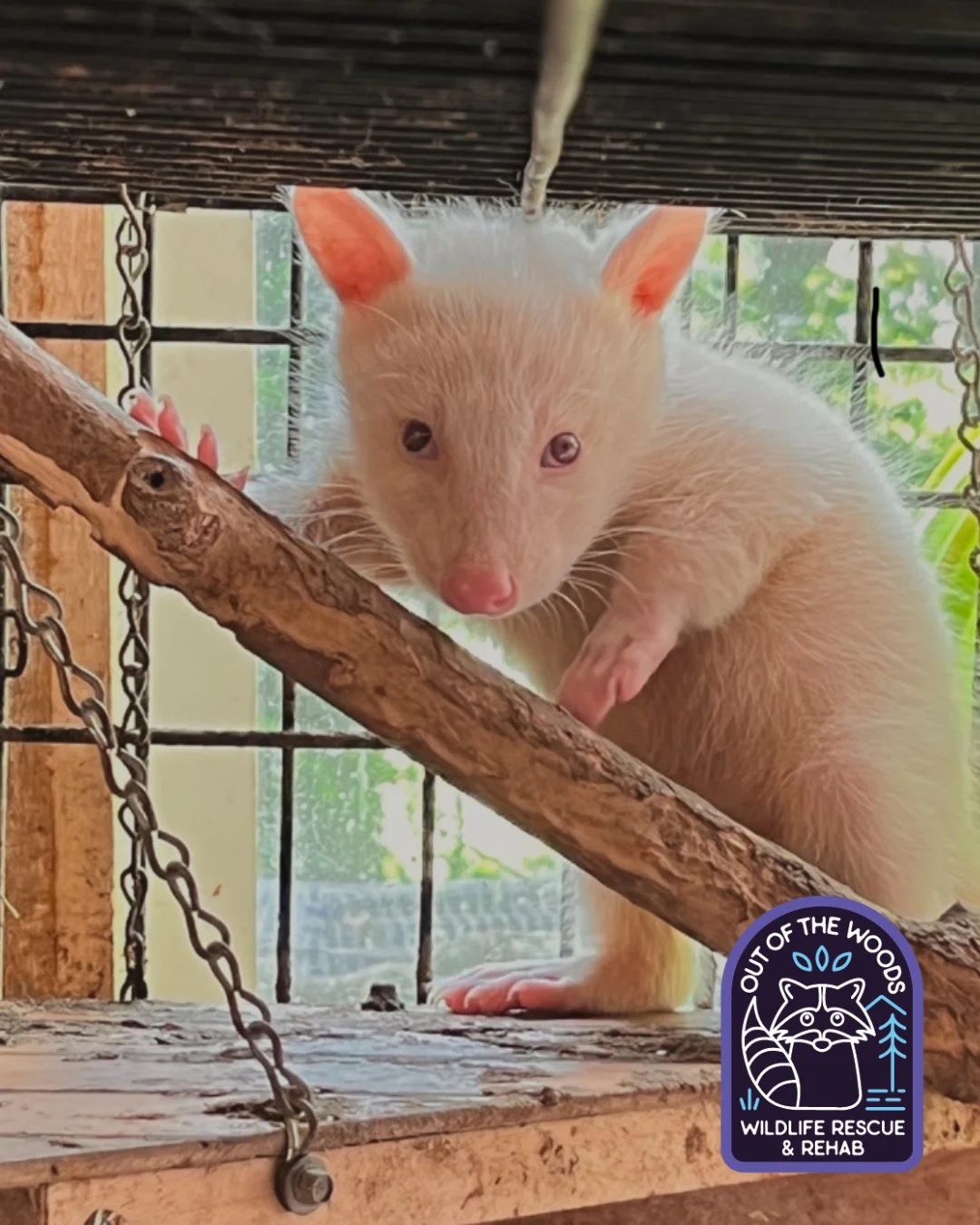 We have some sad news to share. Our beloved boy has passed away. 
D&rsquo;White came to us as a small white fluffball. Tiny, precious, and looking absolutely nothing like a raccoon. We soon realized he had a vision impairment, and we made the decisio