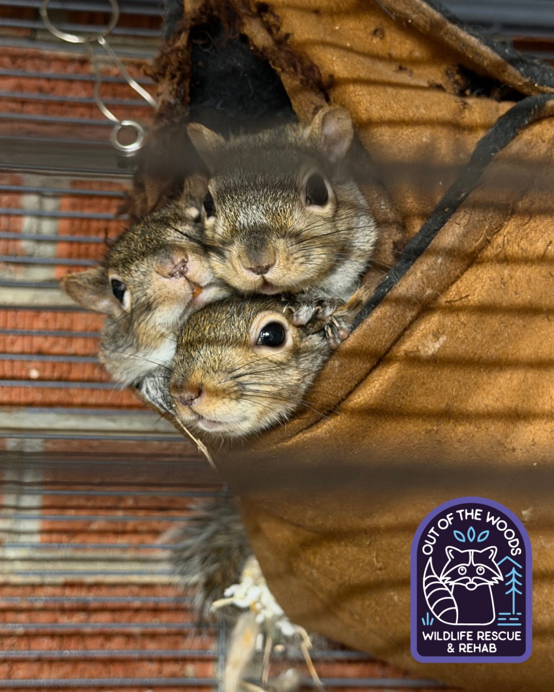 ⭐️ FRANK, ETHEL, AND FRED! ⭐️ Our overwinter patients are looking good! These three squirrels have been rehabbing with Danielle and will be released in the spring! #squirrel #tennessee #westtennessee #outofthewoodswildlife #rescueandrelease #rehaband