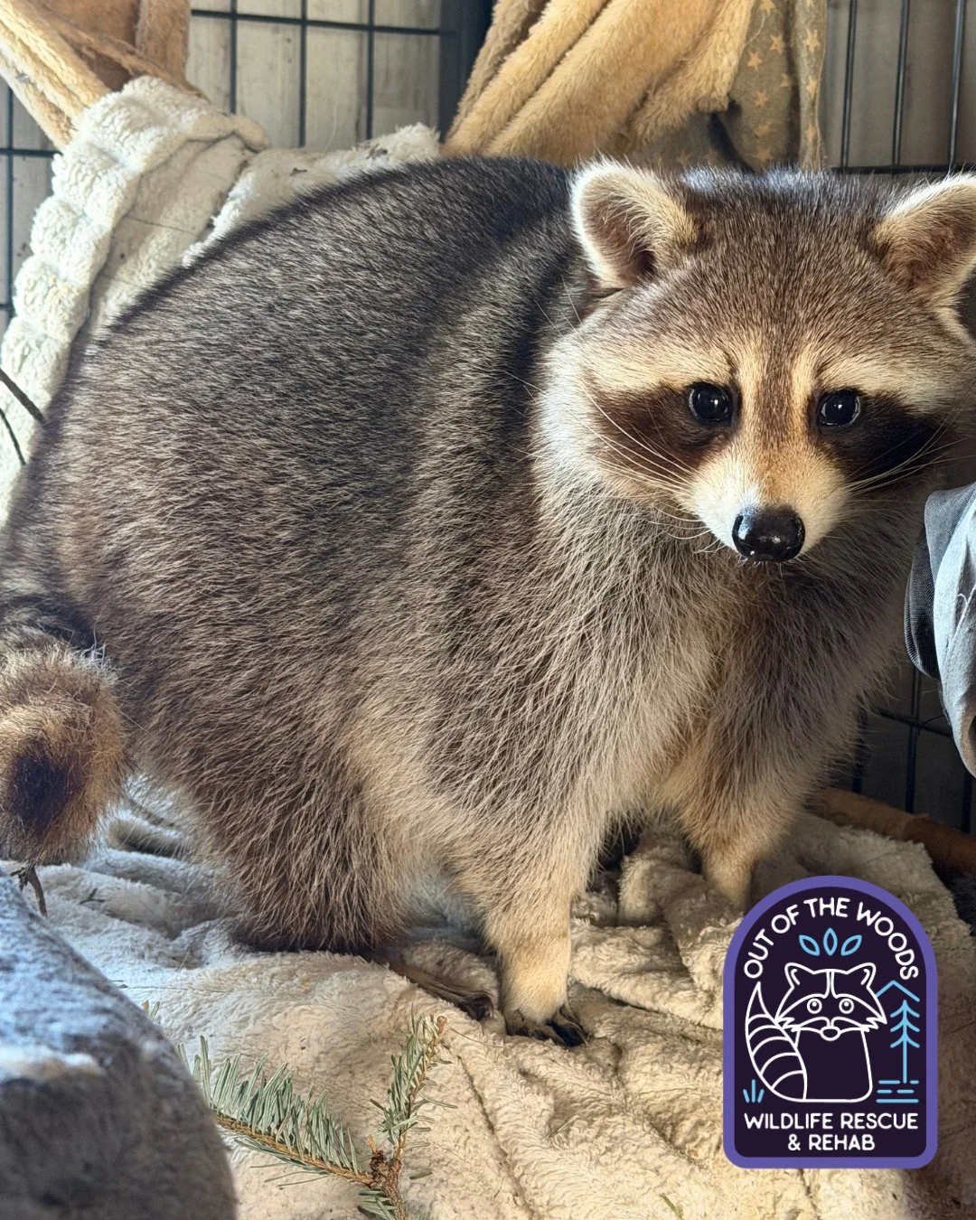 DJ! We&rsquo;d caption this: &ldquo;when your mom catches you rearranging your room at 2AM!&rdquo; Nothing to see here! #DJ #nonreleasable #outofthewoodswildlife #tennessee #westtennessee #raccoon #educationalambassador #wildlifeeducation