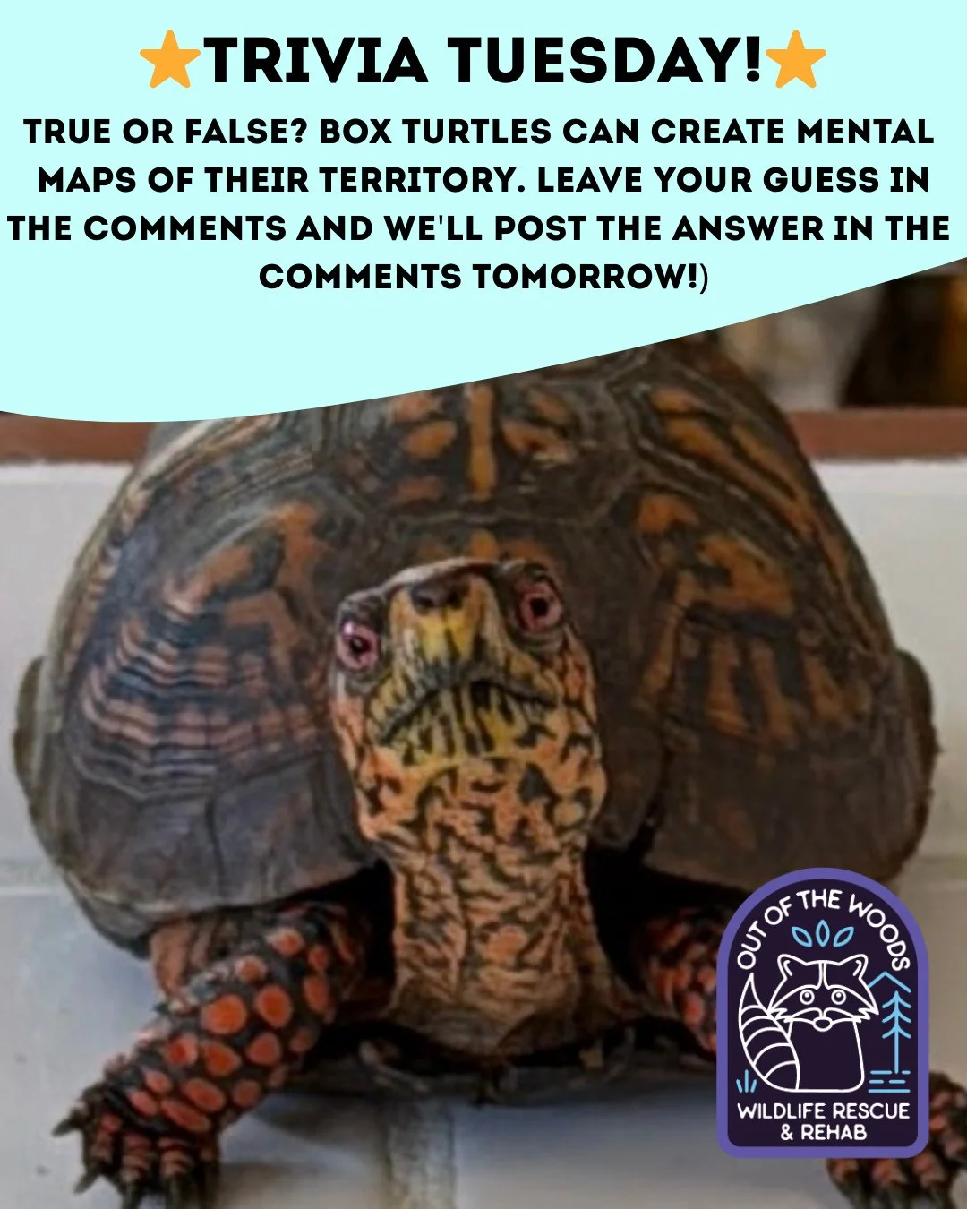 ❓ TRIVIA TUESDAY ❓ 
⭐️ True or false? Box turtles can create mental maps of their territory.⭐️
Leave your guess in the comments below and we&rsquo;ll leave the answer in the comments tomorrow! 
#trivia #triviatuesday #turtle #wildlifeeducation #tenne