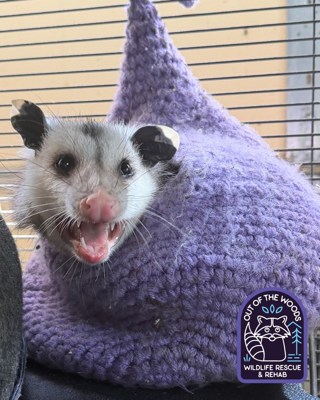 Leroy squeezing into his hammock from when he was a baby again! This may look uncomfortable to humans, but it is instinct on his part! Opossums, being nocturnal and nomadic, seek out small, dark, and secure, enclosed spaces for shelter during the day