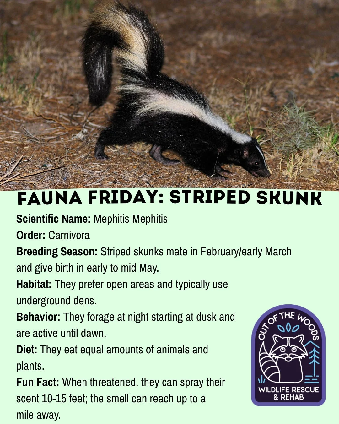 Welcome to Fauna Friday! Each Friday we&rsquo;ll feature a flash card style post about a different species relevant to our beautiful state of Tennessee! Today we&rsquo;re kicking it off with some fast facts about the Striped Skunk!  #faunafriday #str