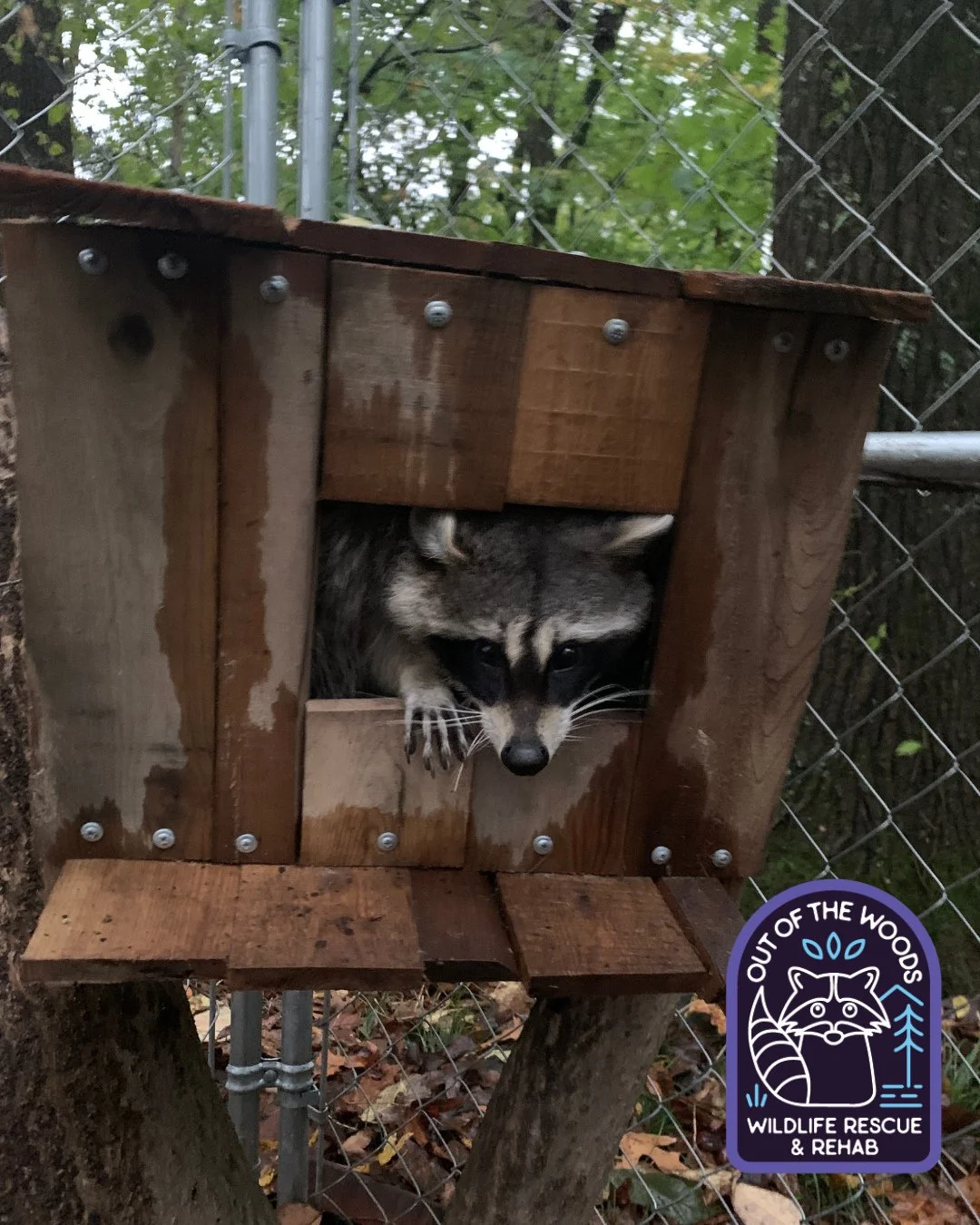 When you&rsquo;re making sure none of your neighbors are outside before leaving the house. 🤣 #raccoon #tennessee #westtennessee #outofthewoodswildlife #wildlifeeducation #wildliferescue #wildliferehab