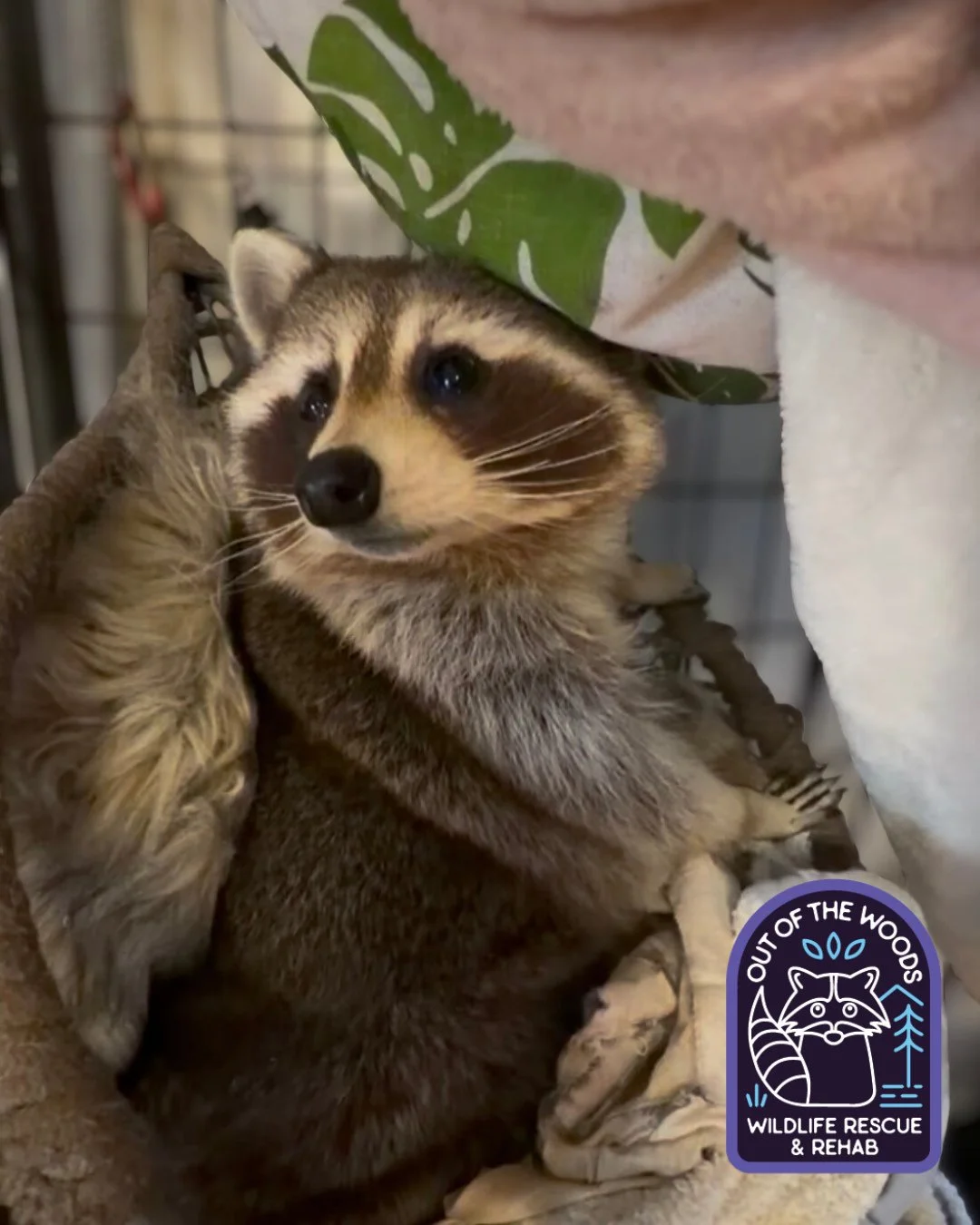 DJ: blanket fort connoisseur! #DJ #nonreleasable #raccoon #educationalambassador #outofthewoodswildlife #tennessee #westtennessee #wildlifeeducation #wildliferescue