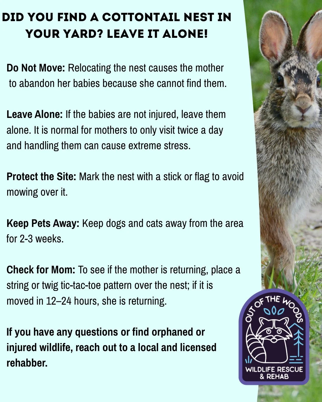 PSA 📢 If you find a cottontail nest in your yard, leave it alone! 
Nests are shallow, grass-lined dirt depressions, often in lawns. If found, leave them alone, mark the area to avoid mowing, and keep pets away.
⭐️Do Not Move: Relocating the nest cau