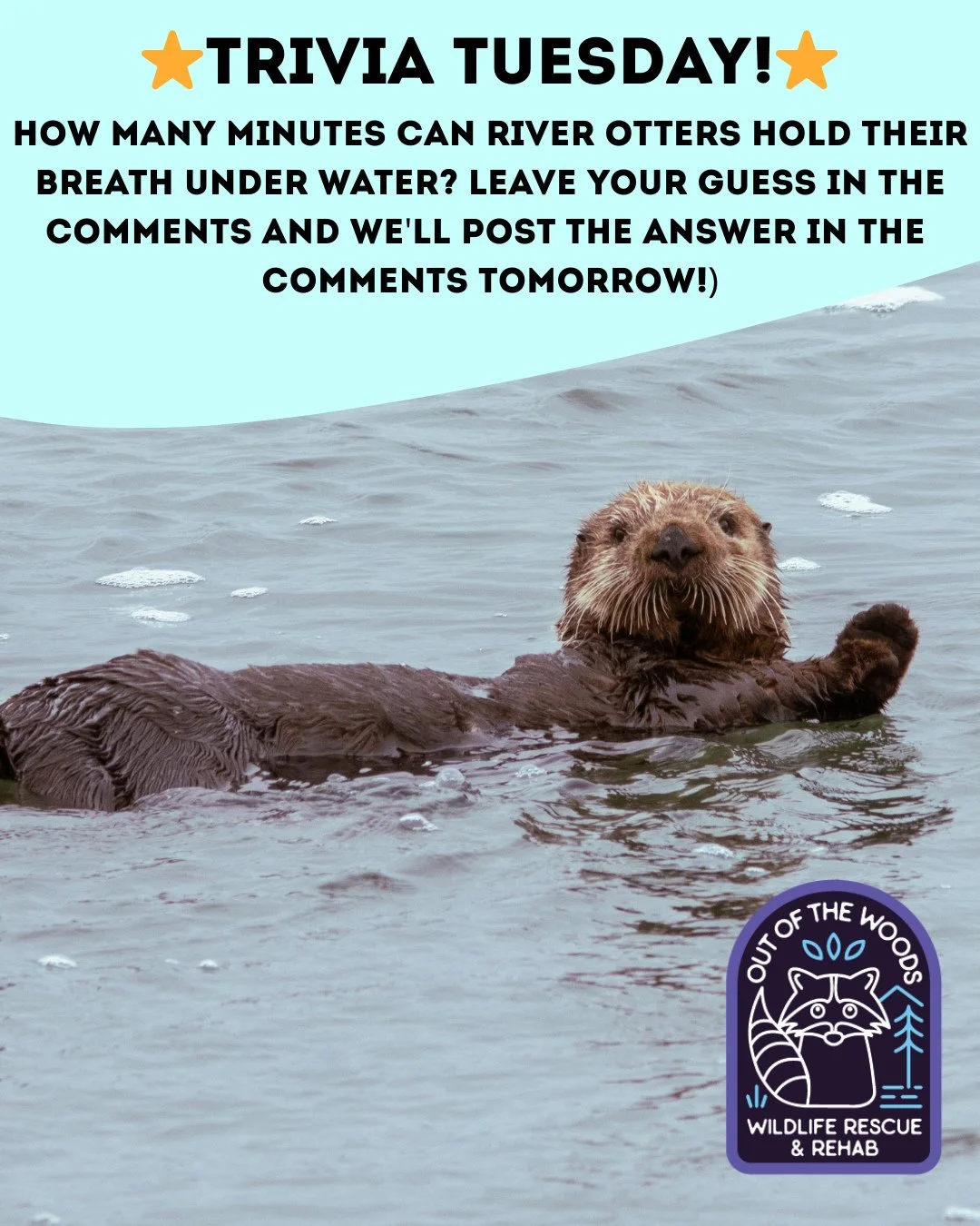 ❓ TRIVIA TUESDAY ❓ 
⭐️ How many minutes can River otters hold their breath under water?⭐️
Leave your guess in the comments below and we&rsquo;ll leave the answer in the comments tomorrow! 
#trivia #triviatuesday #otter #riverotter #wildlifeeducation 