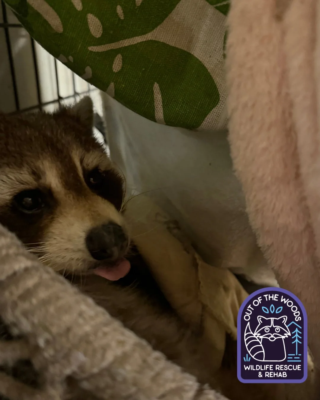Tongue out Tuesday with DJ! Relaxing in style in his basket chair with plenty of blankets! #tongueouttuesday #DJ #raccoon #educationalambassador #nonreleasable #raccoon #wildlifeeducation #wildliferescue