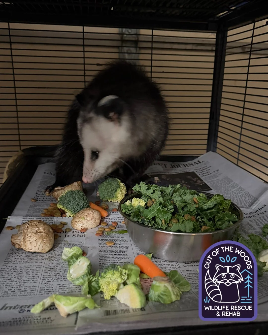 Messy eating 101 with Leroy. Must sort through his bowl of food before eating! #leroy #opossum #tennessee #westtennessee #outofthewoodswildlife #overwinter #wildlifeeducation #rescueandrelease